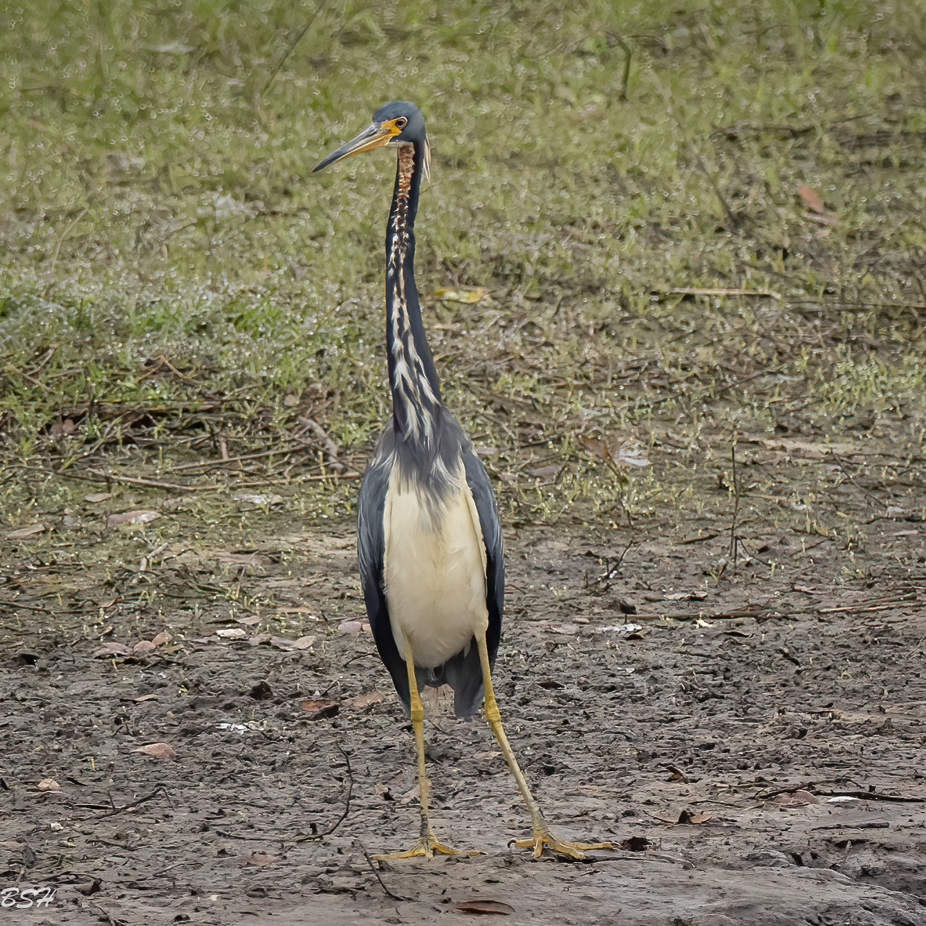 Tri Colored Heron