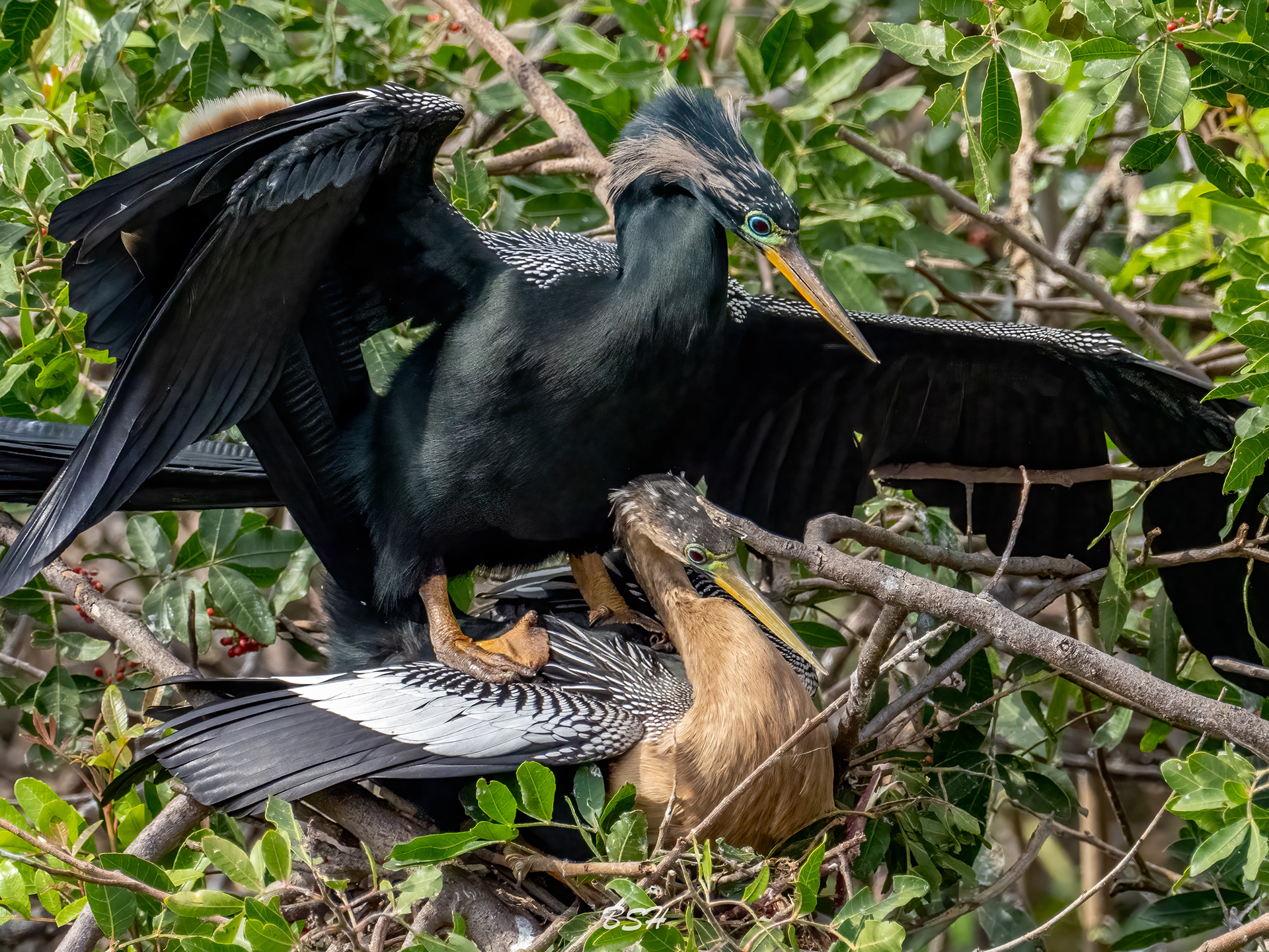 Anhinga mating