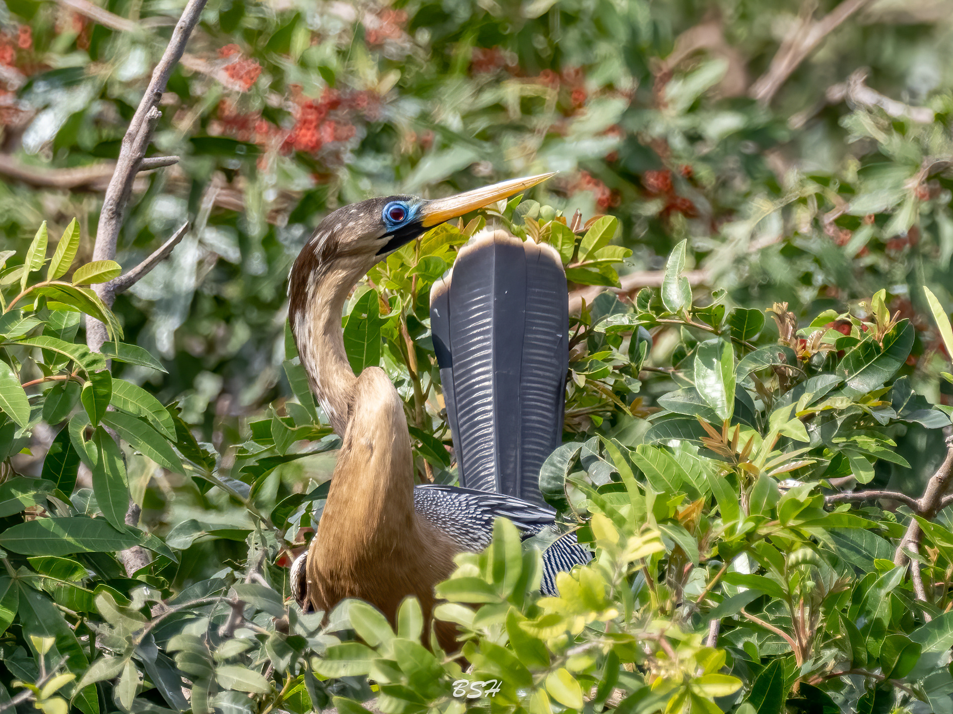 Female Anhinga in Breeding Plumage