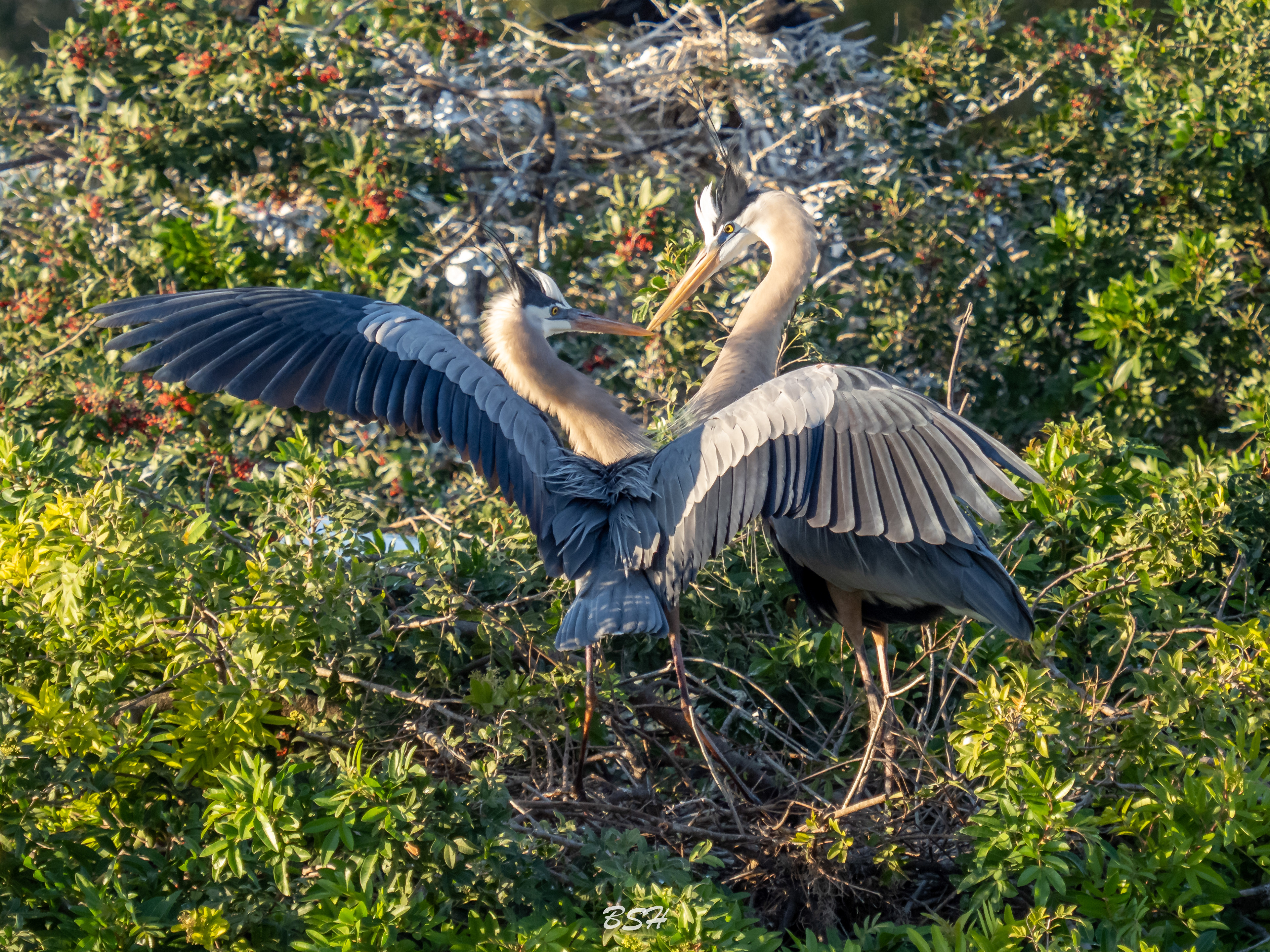 Love in the air at the Rookery