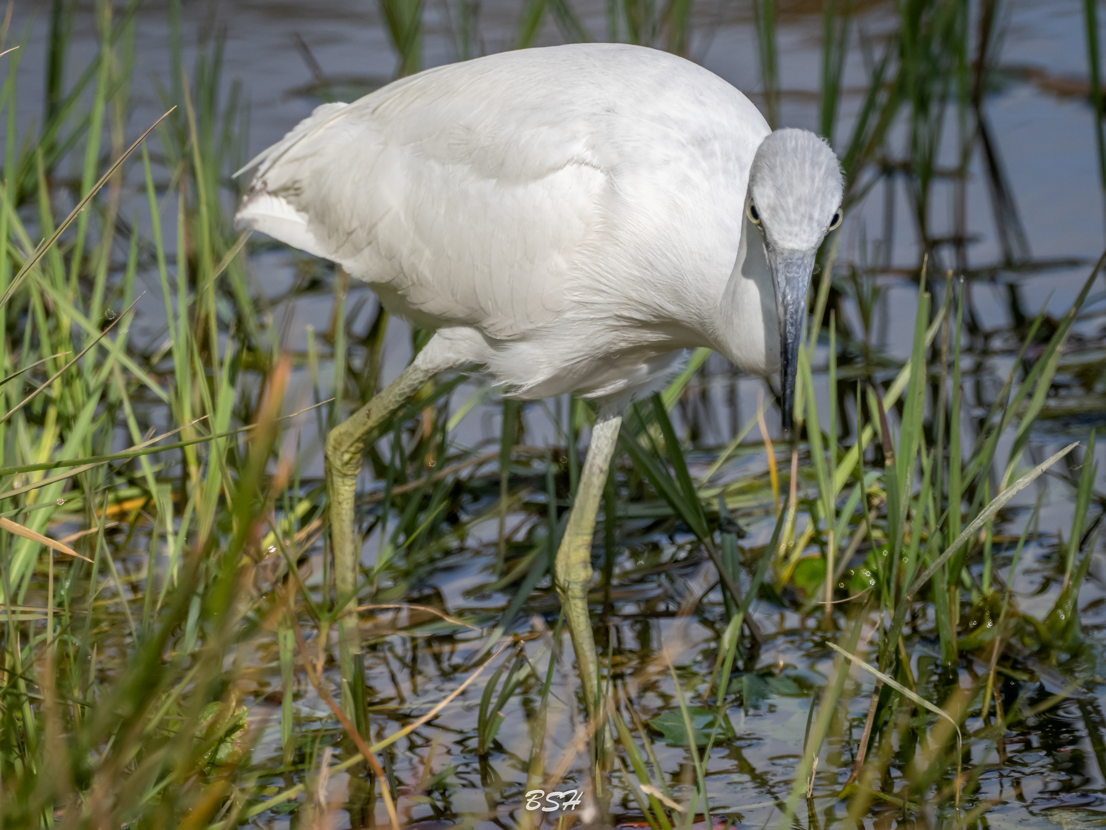 Little Blue Heron