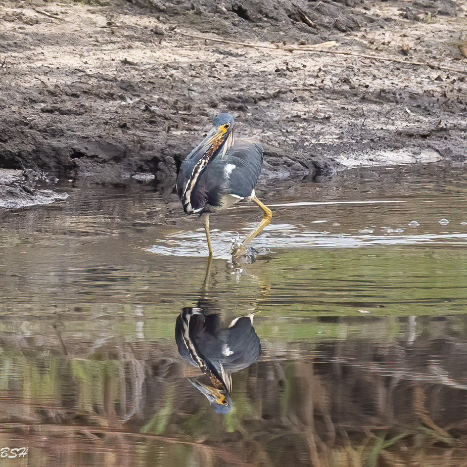 Tri Colored Heron