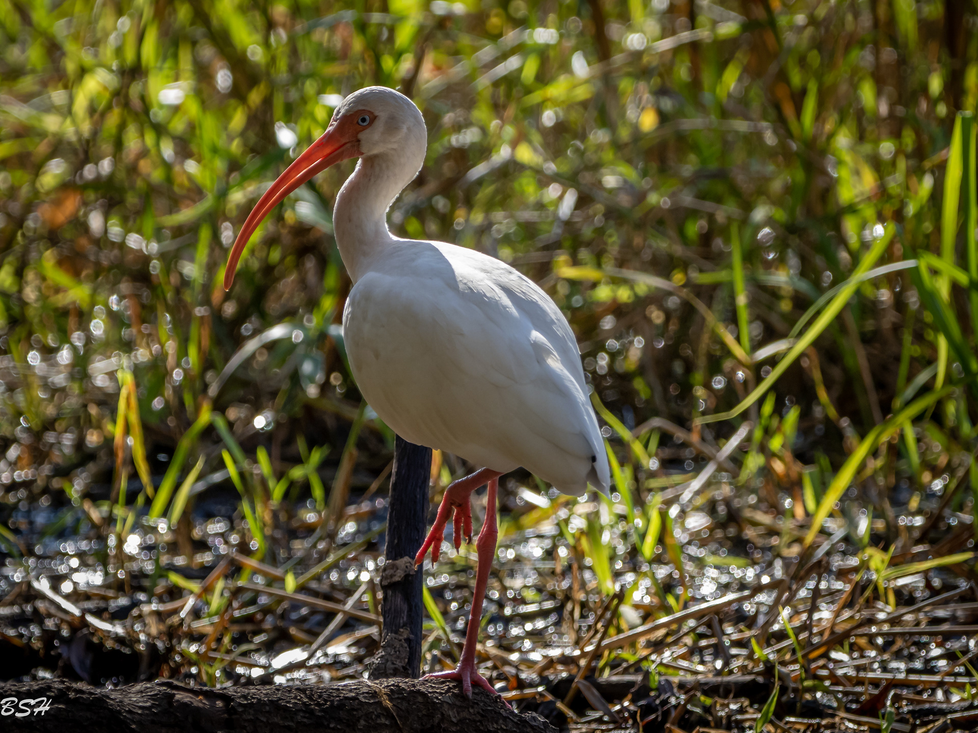 Ibis