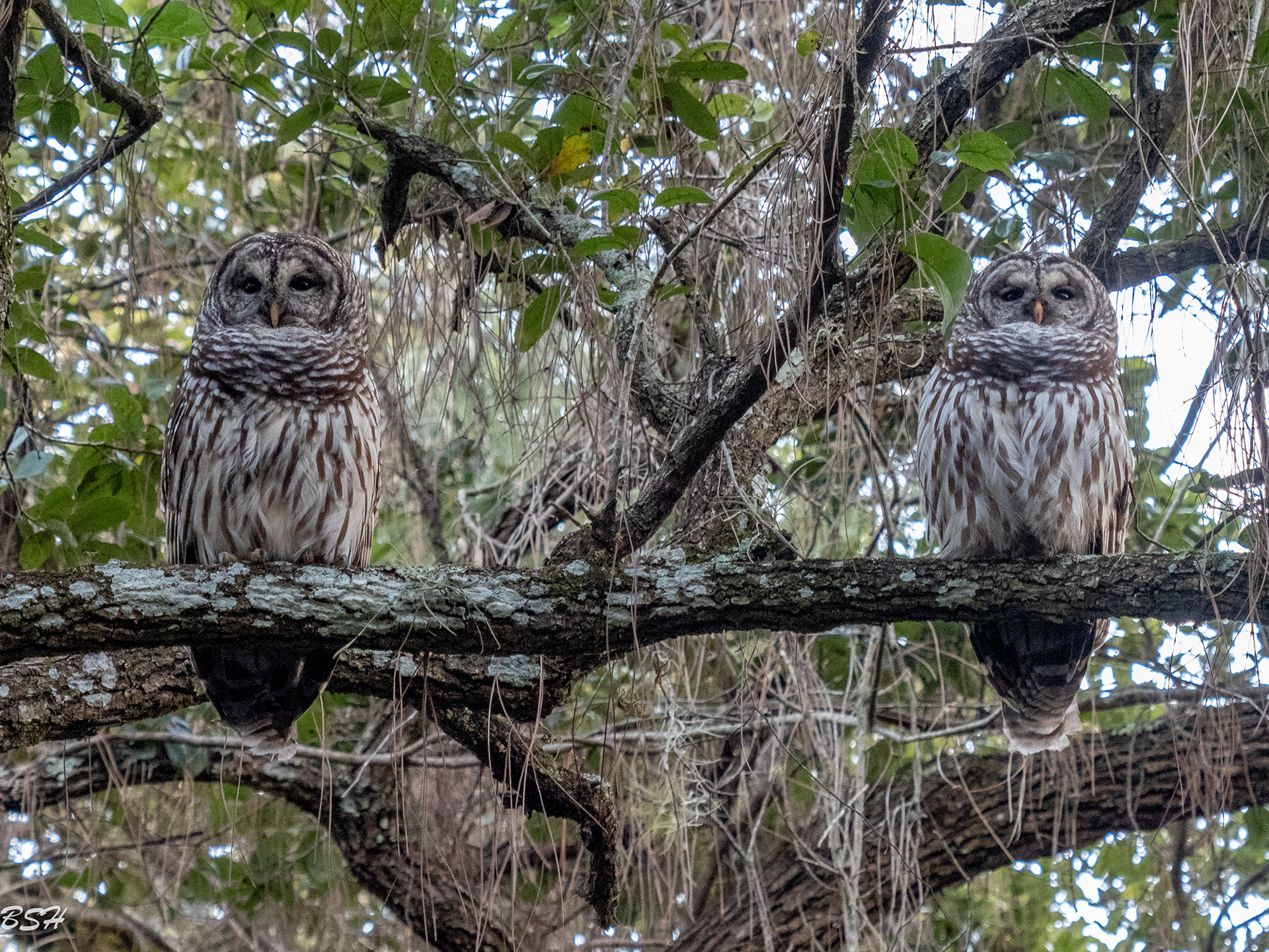 Barred Owls
