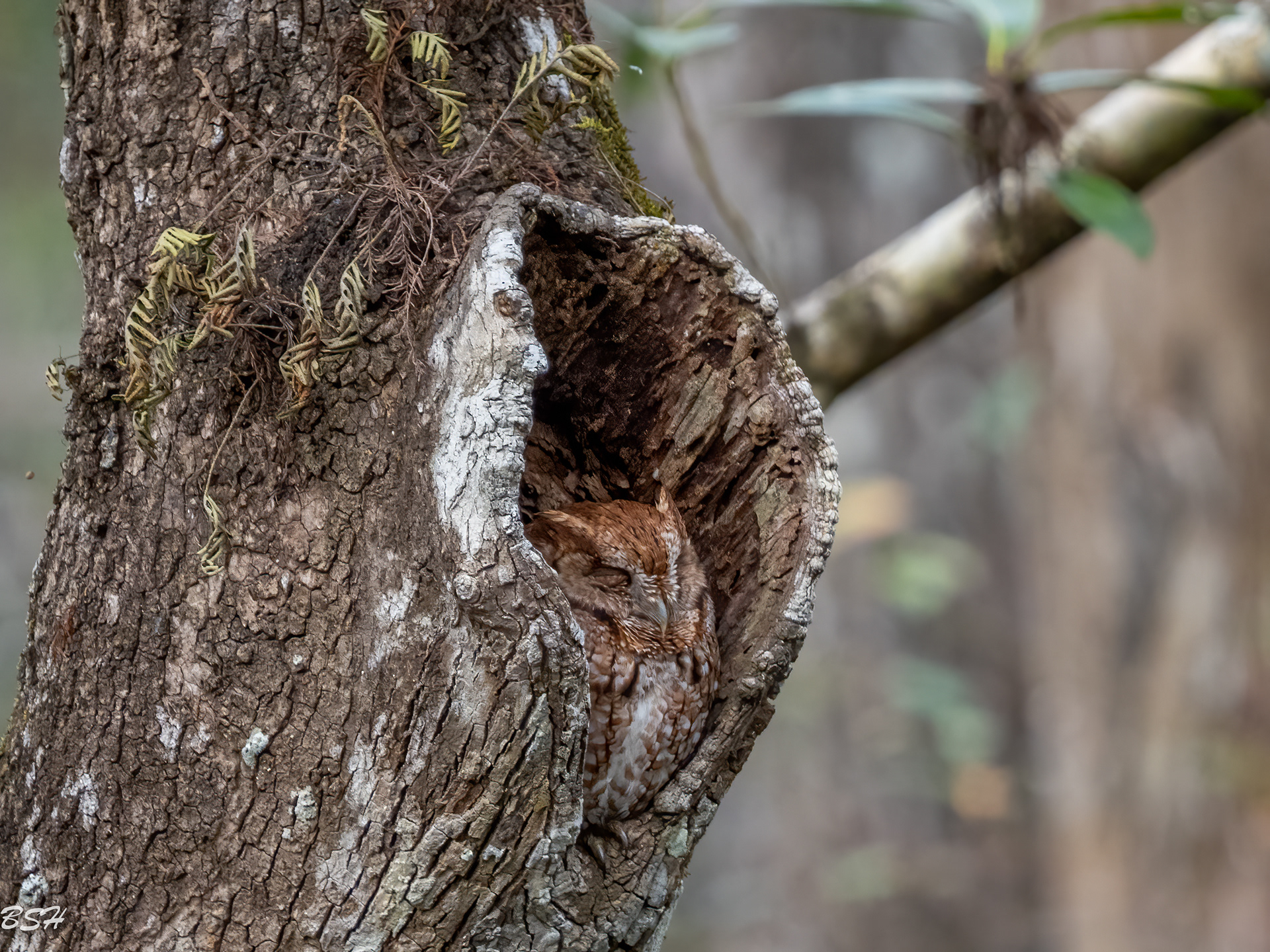 Eastern Screech Owl