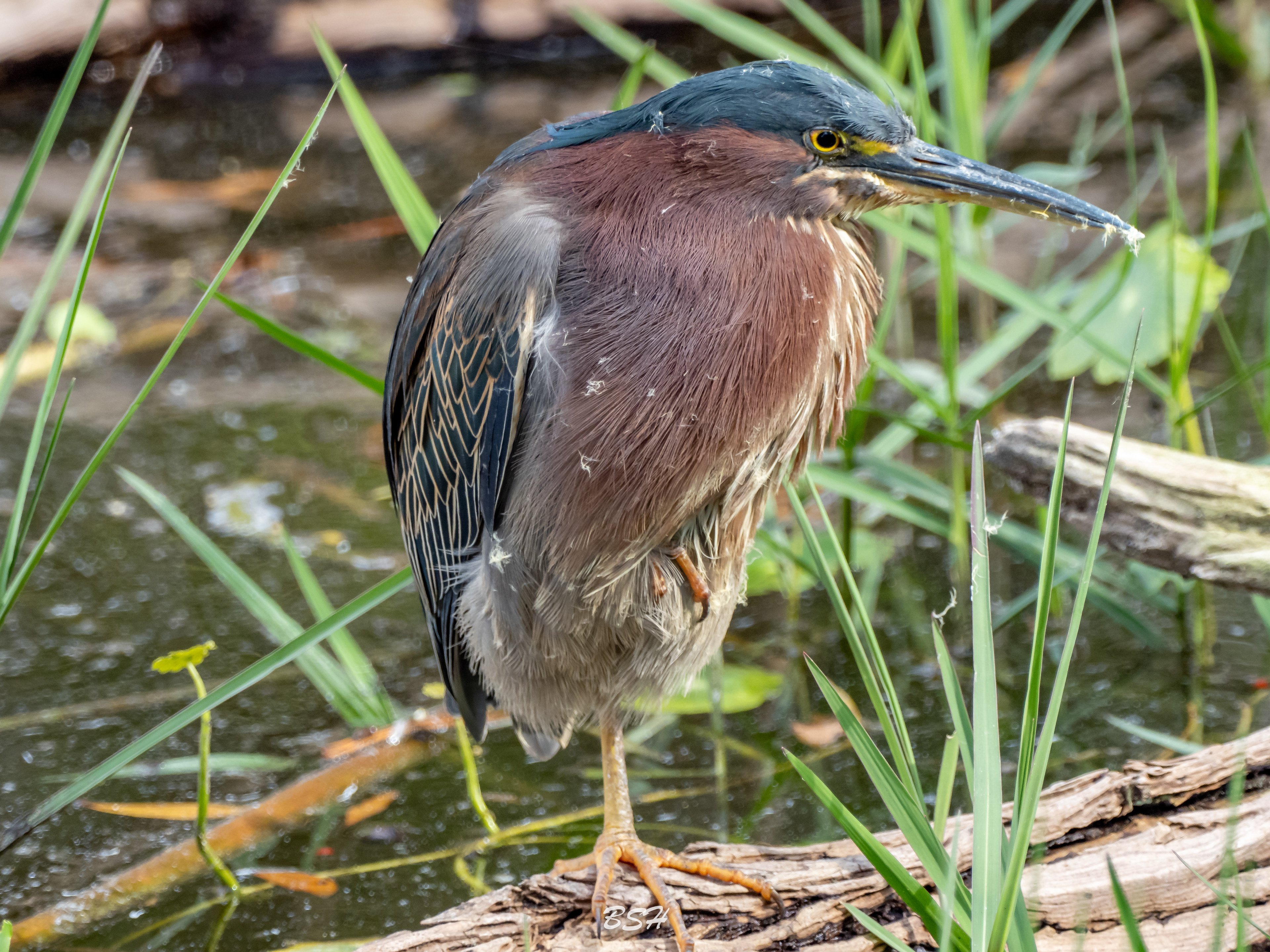 Green Heron