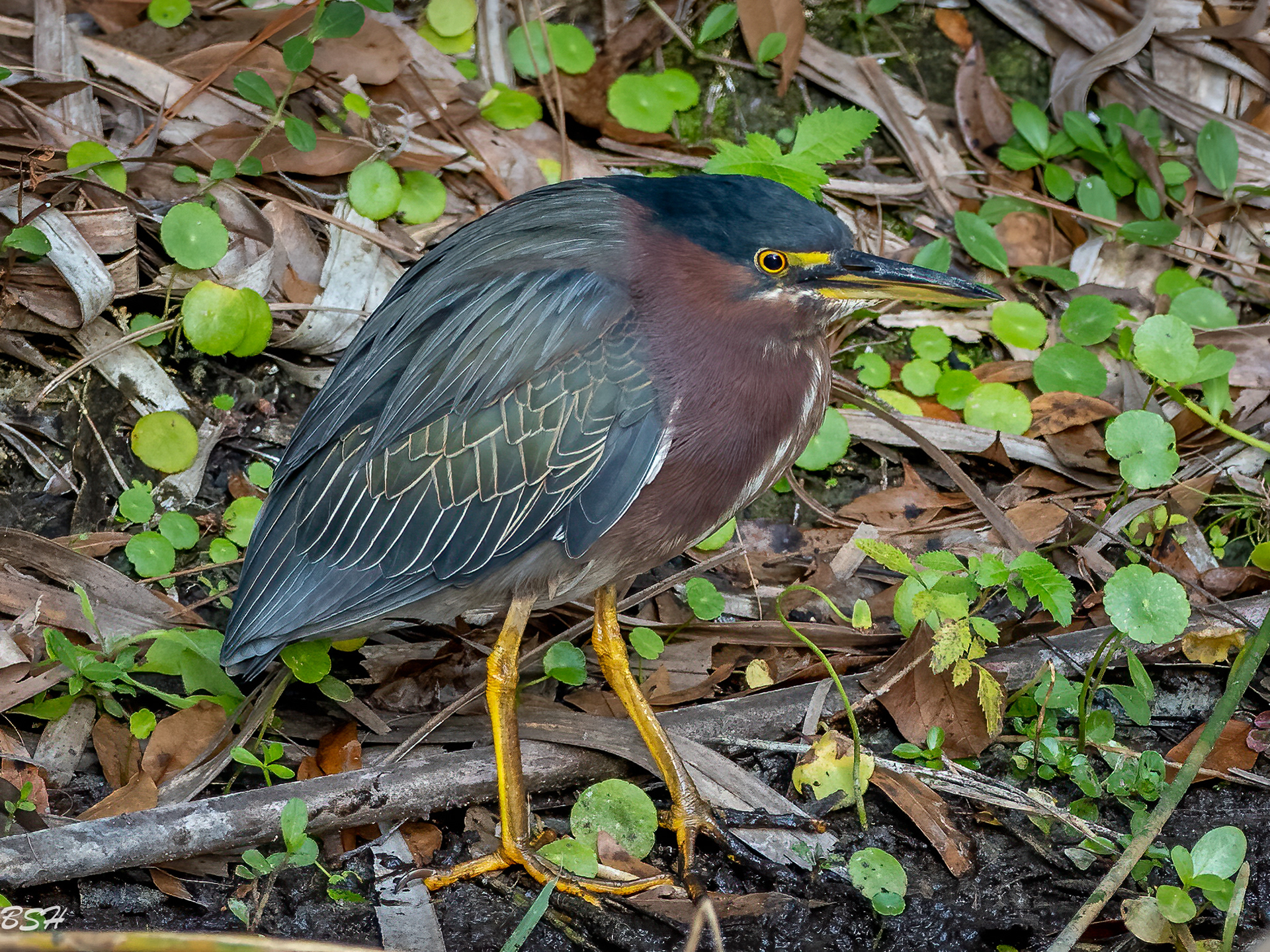Green Heron