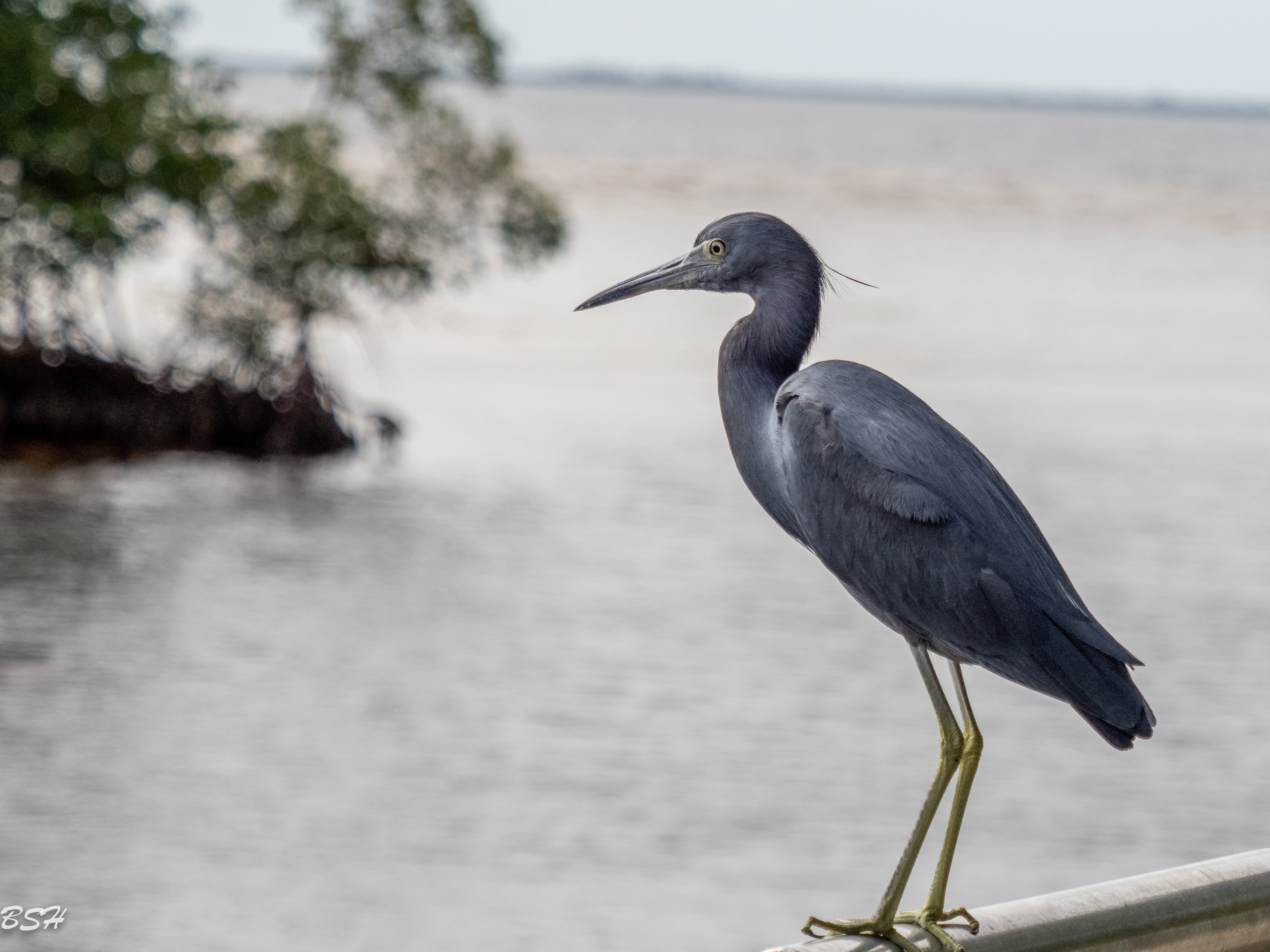 Little Blue Heron
