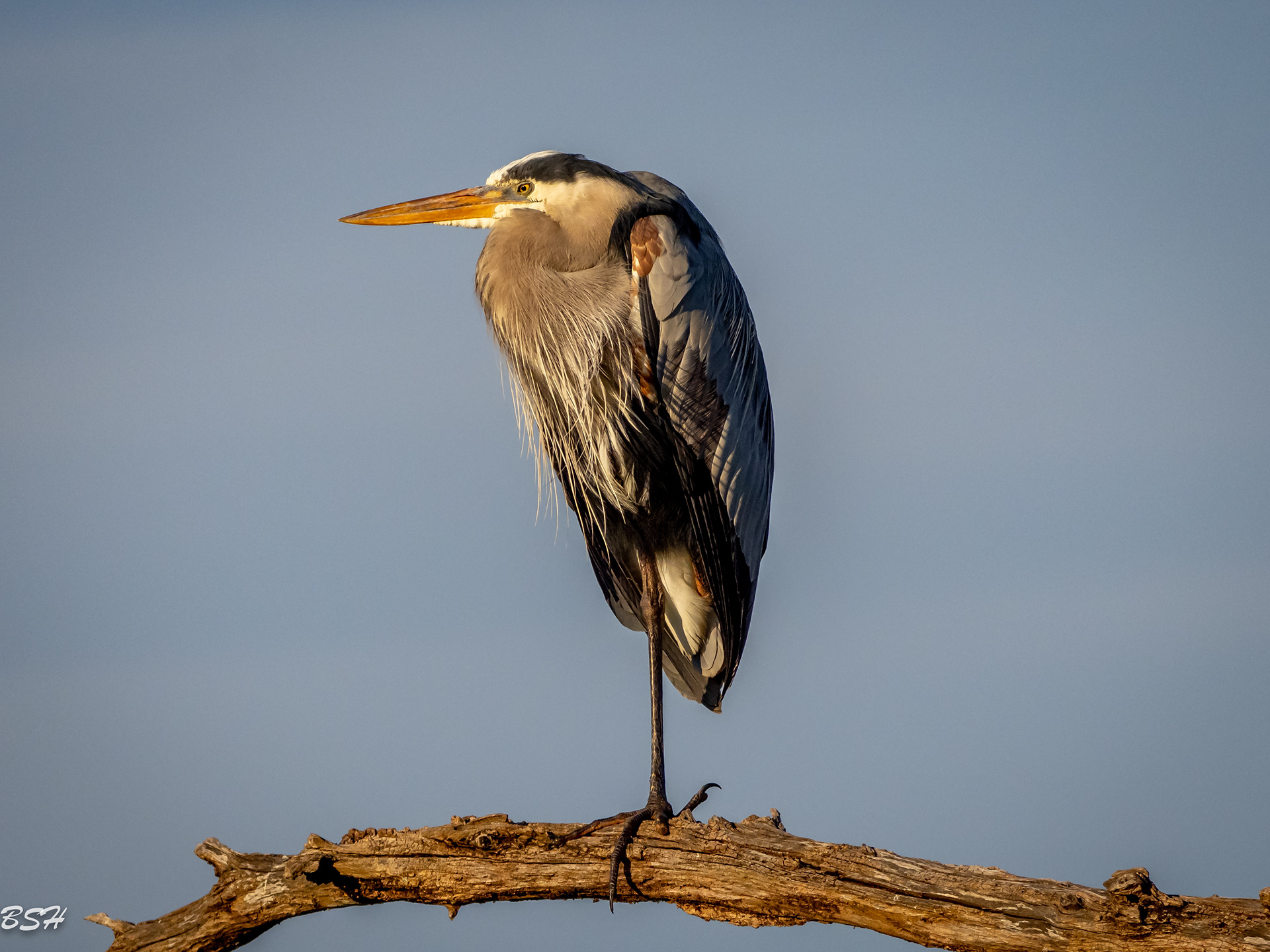 Golden shine on the Great Blue