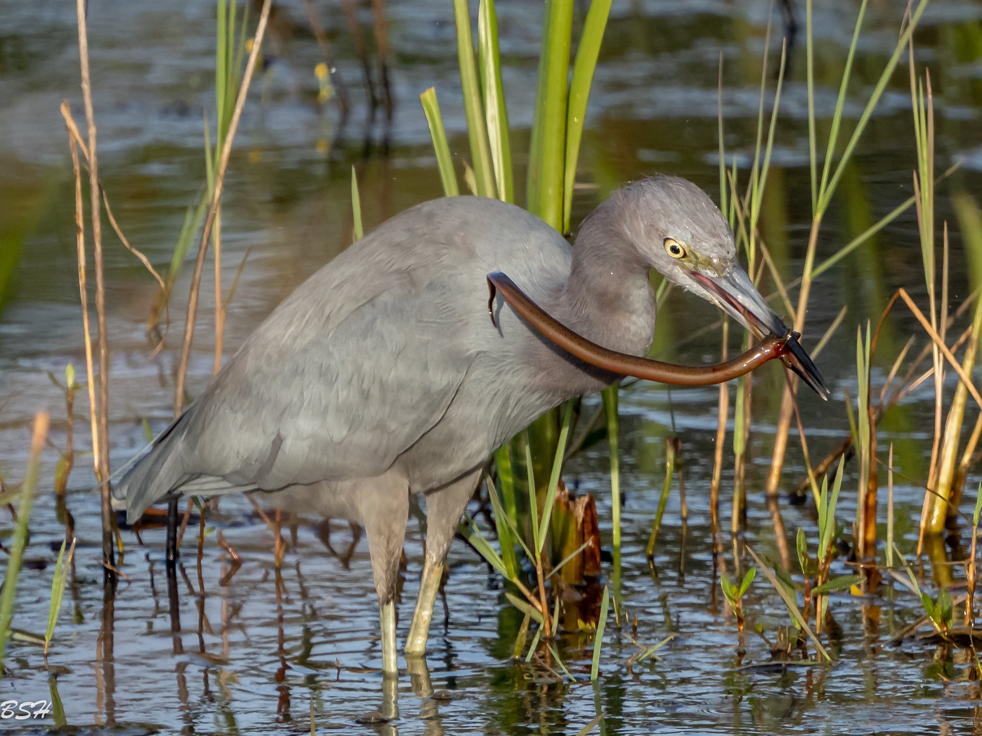 Little Blue Heron