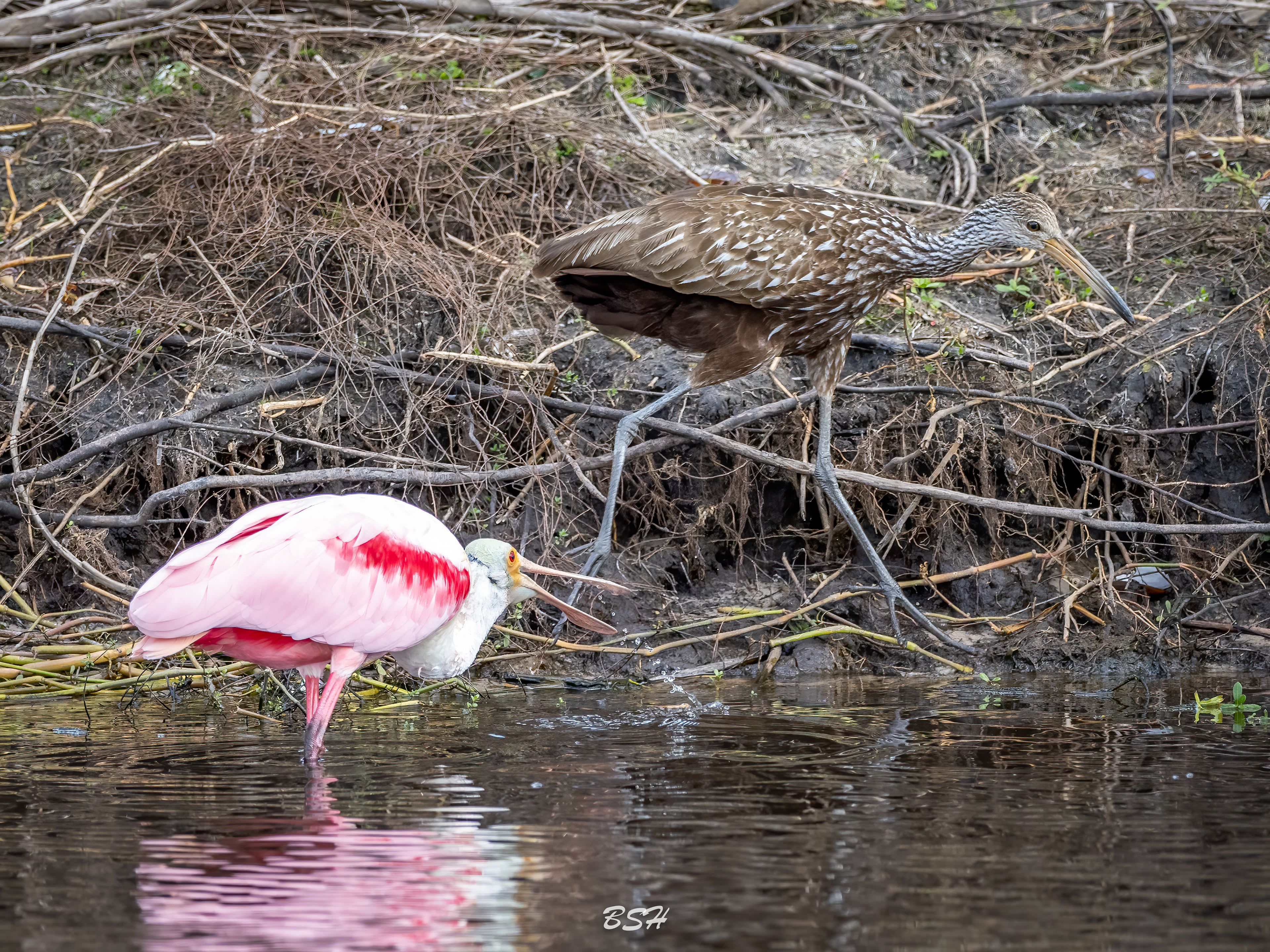 Roseate Spoonbill and Limpkin
