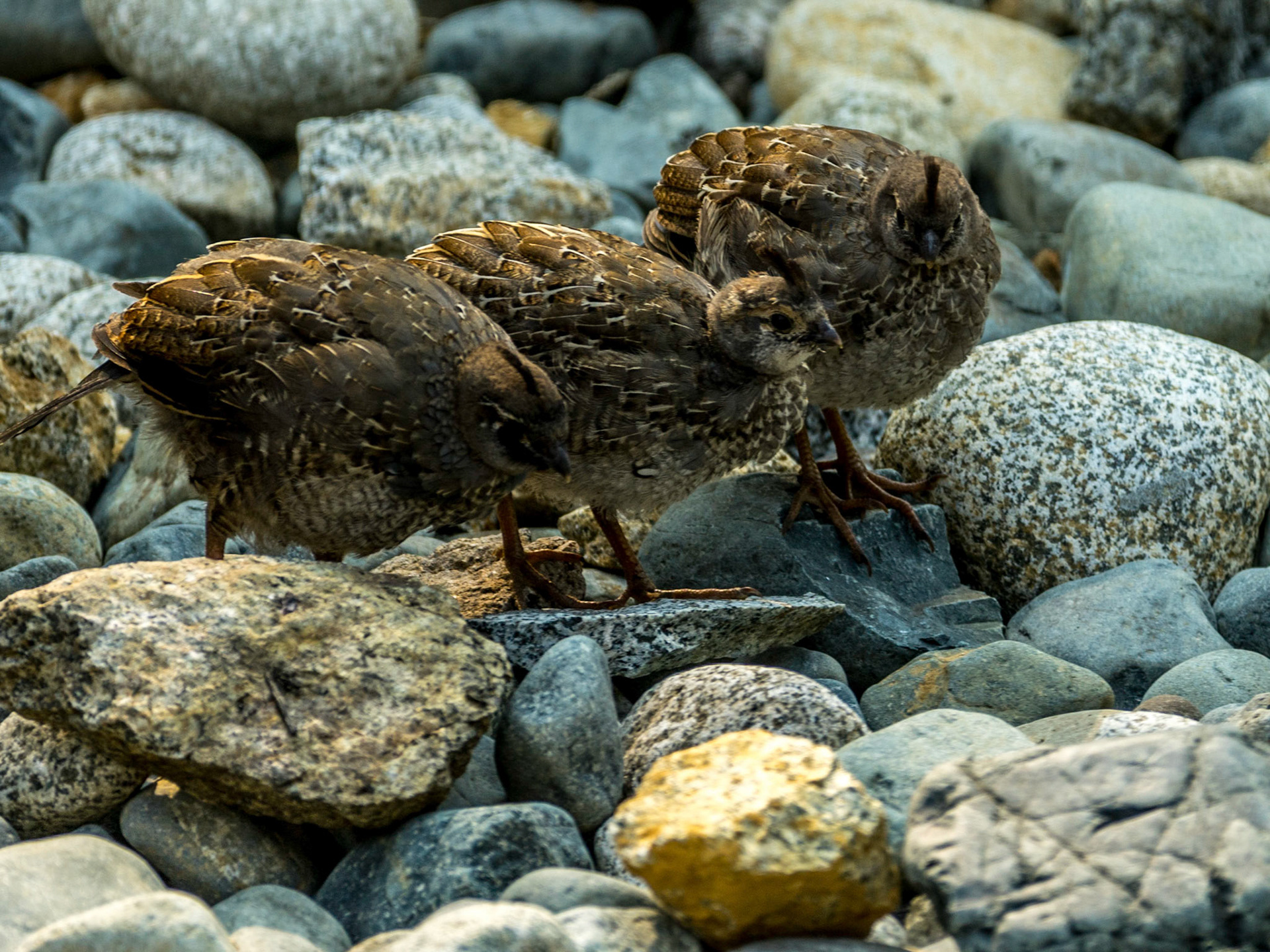 Backyard Quail, Ladysmith