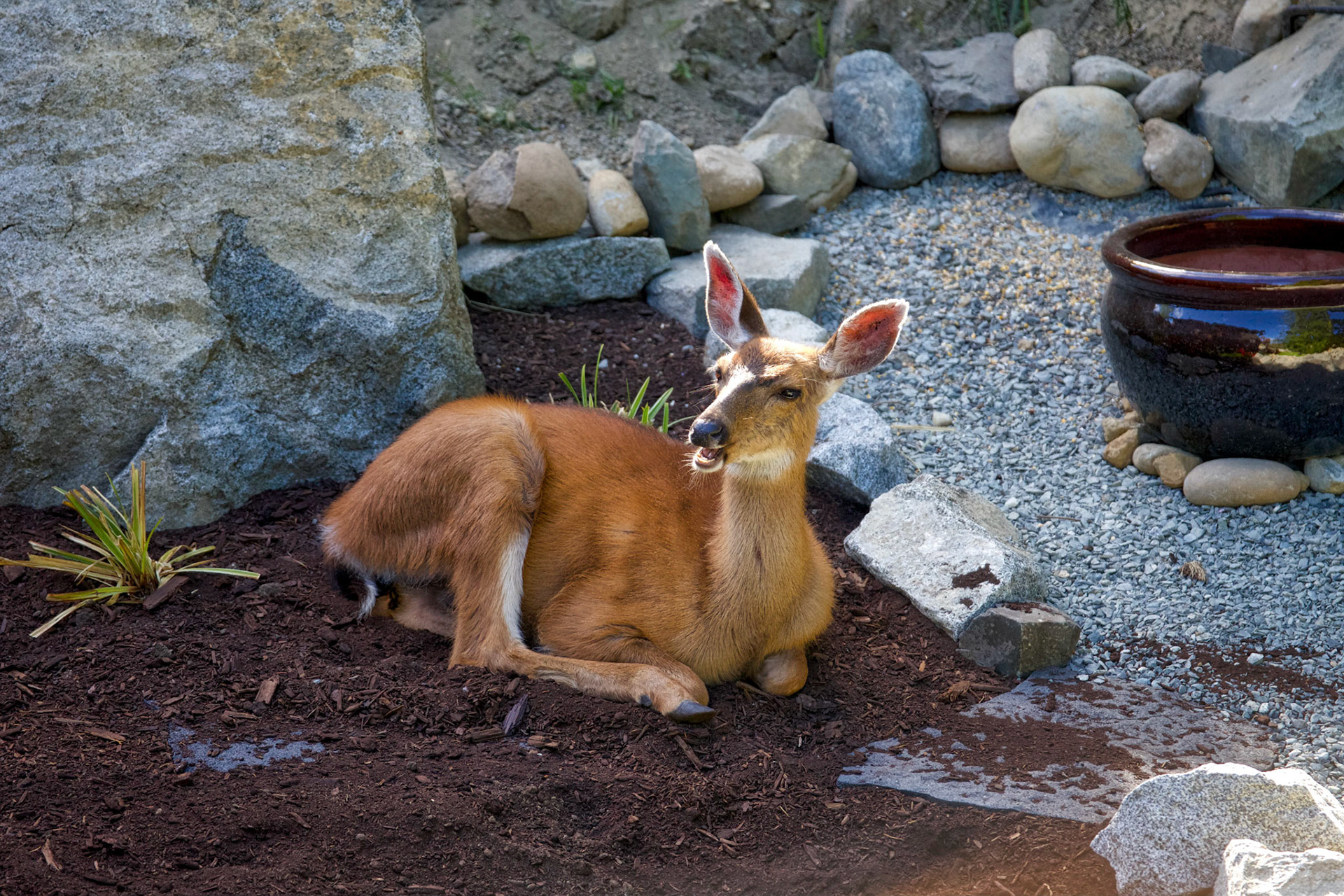 Daily visitor, Ladysmith