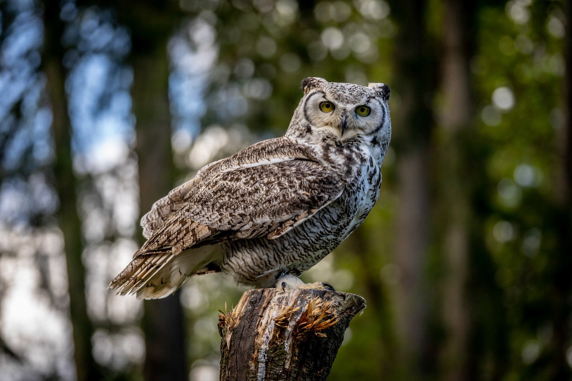 Great Horned Owl in Duncan