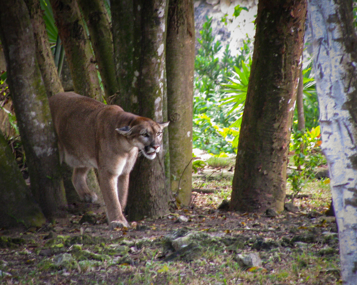 Cougar in Xcaret, Mexico