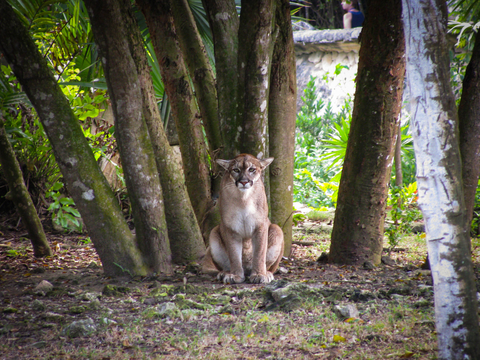 Cougar in Xcaret, Mexico