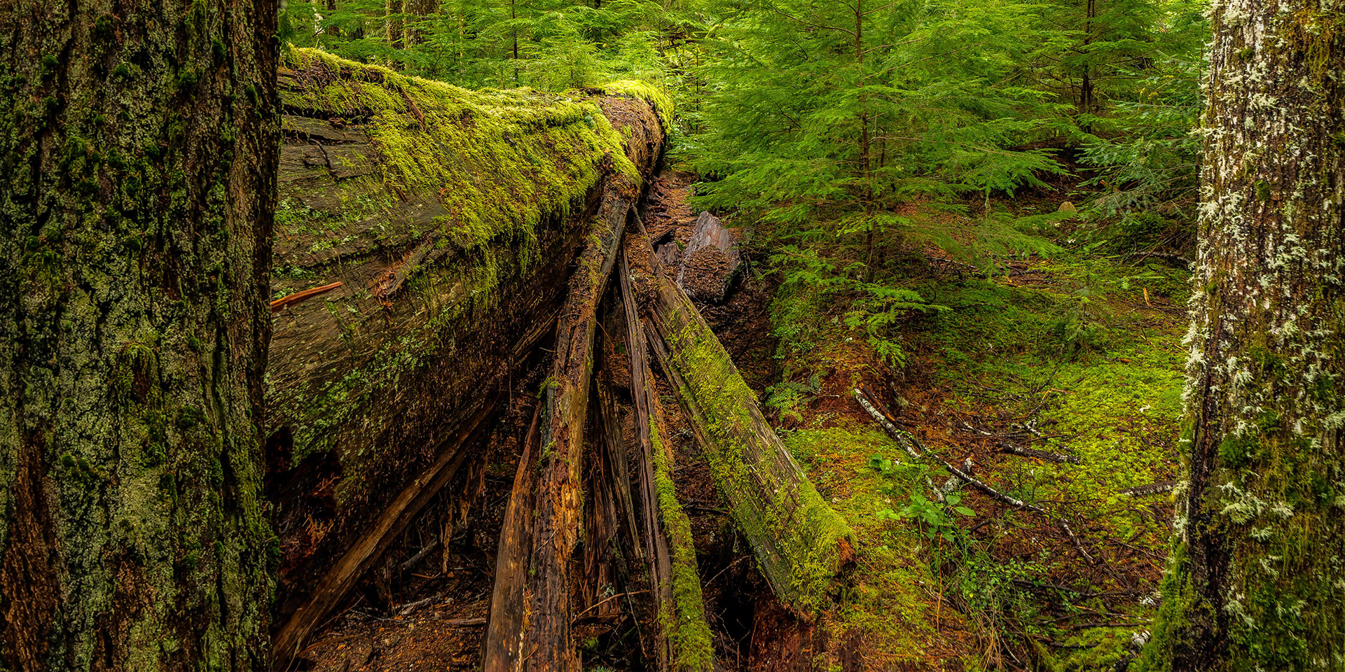 Old Fallen Tree