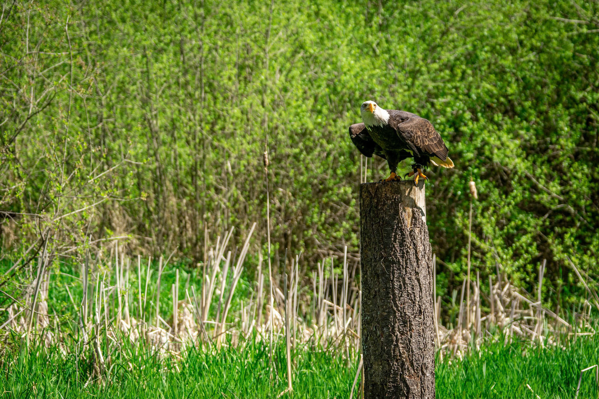 Bald Eagle in Duncan