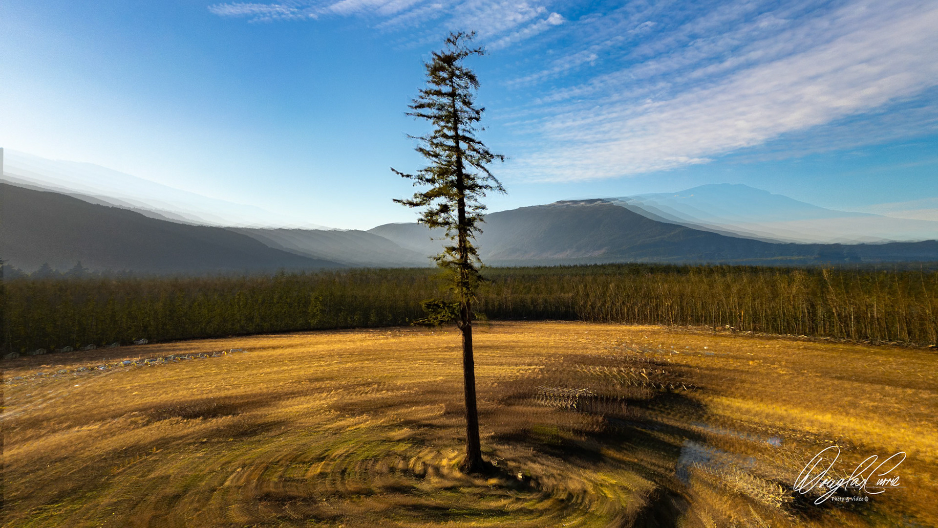 The Douglas Fir swirl