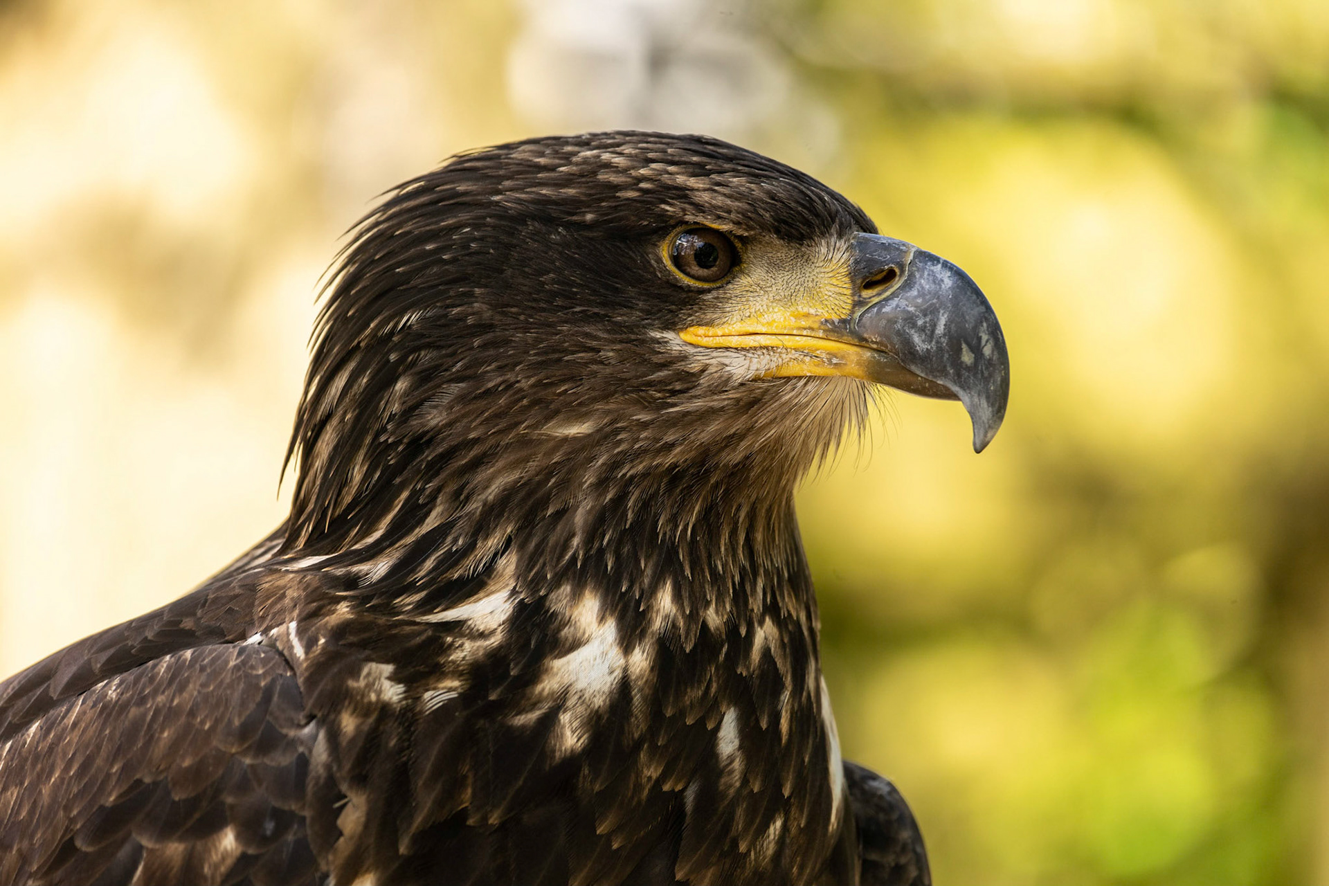 Golden Eagle in Duncan