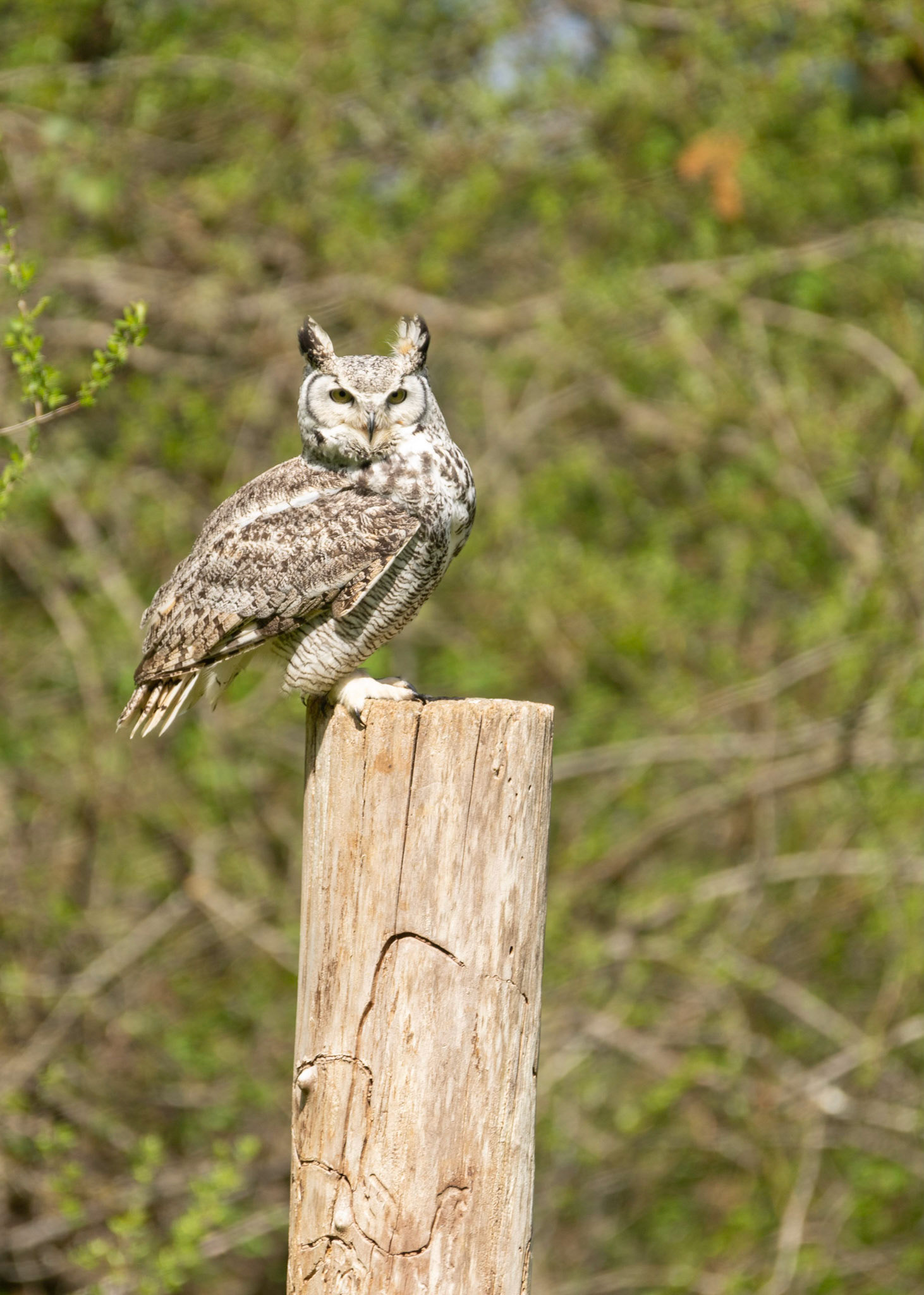 Great Horned Owl