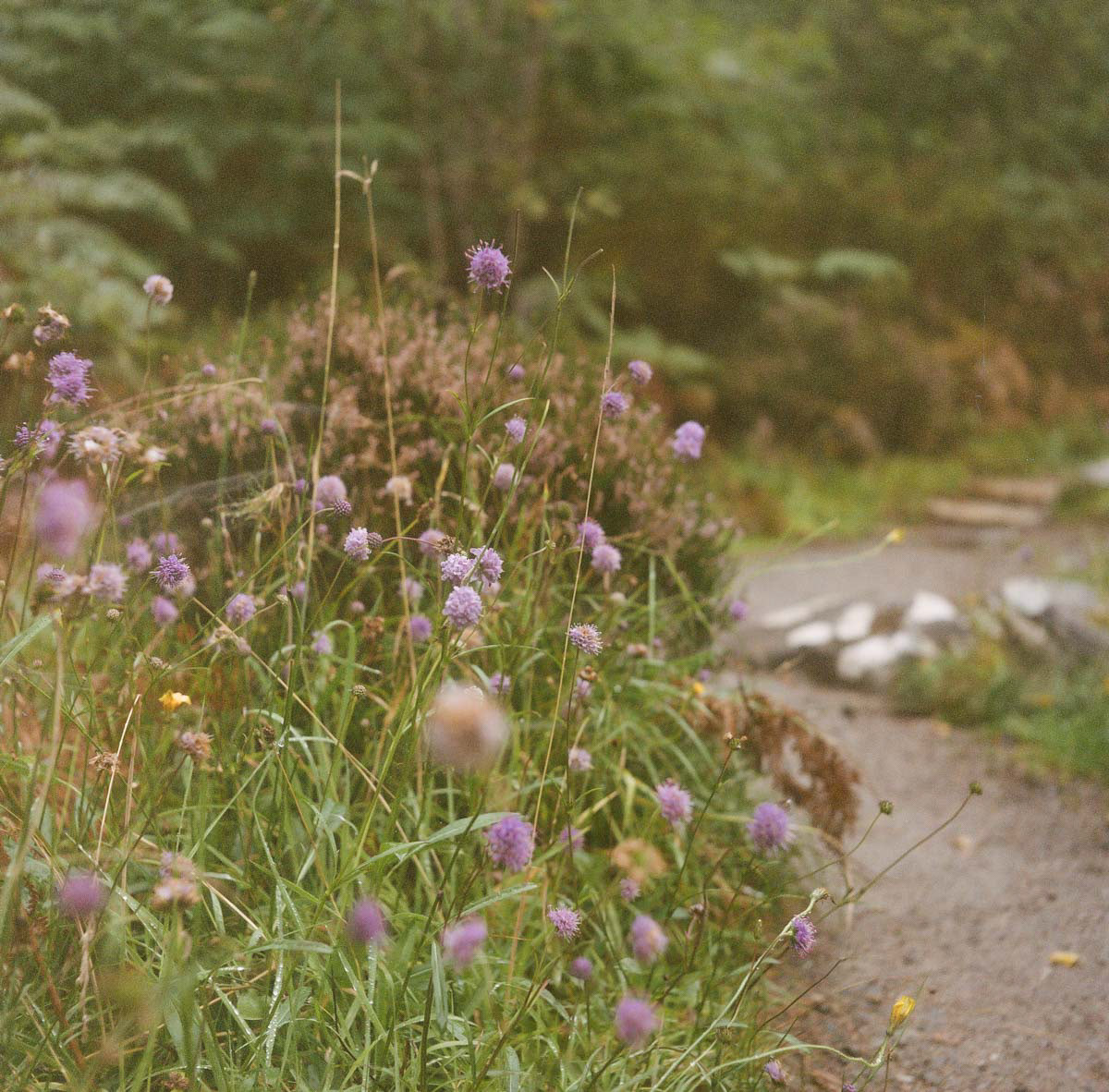 Scottish Highlands | 2023