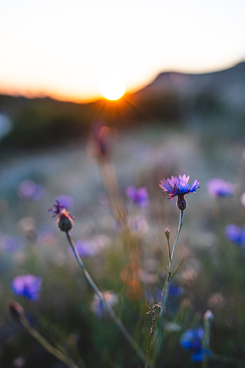 Cornflowers in the Boise foothills | Summer Solstice 2023
