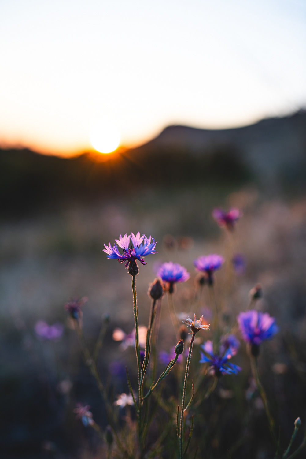 Cornflowers in the Boise foothills | Summer Solstice 2023