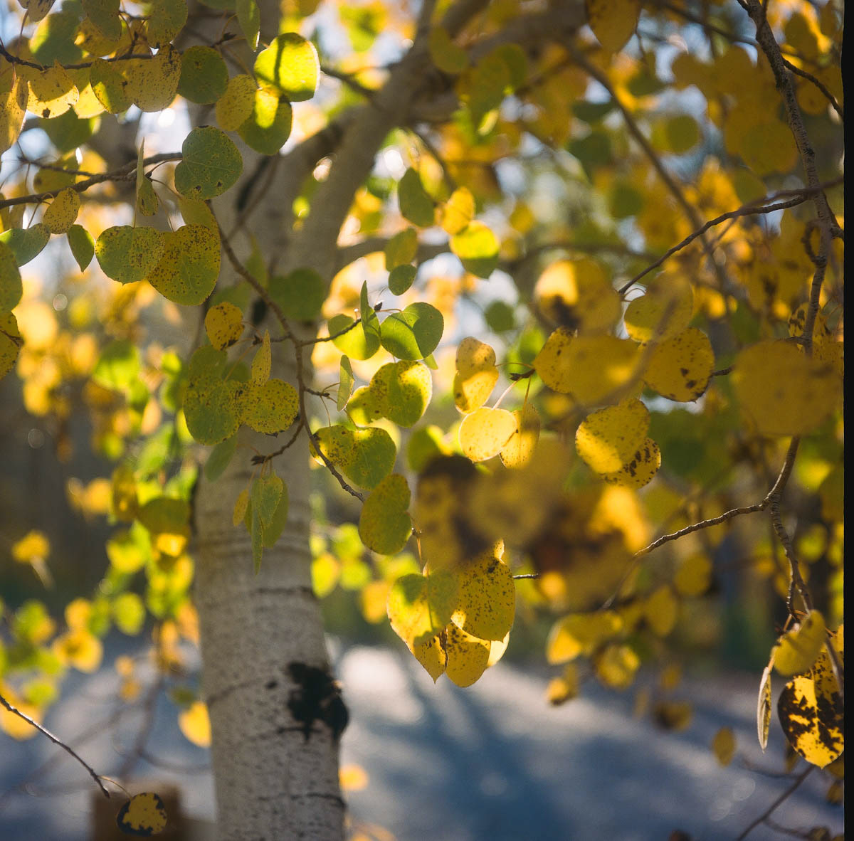 Sun Valley, Idaho | Fall 2023