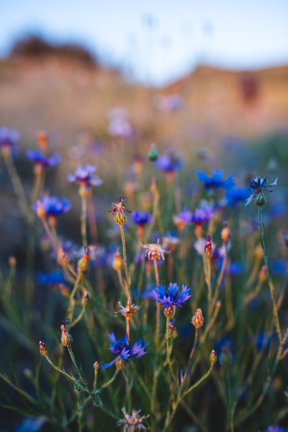 Cornflowers in the Boise foothills | Summer Solstice 2023