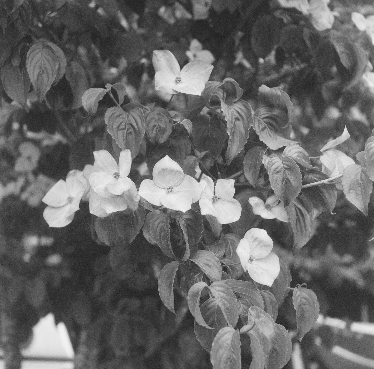 Dogwood Blossoms, Oregon Coast | 2023