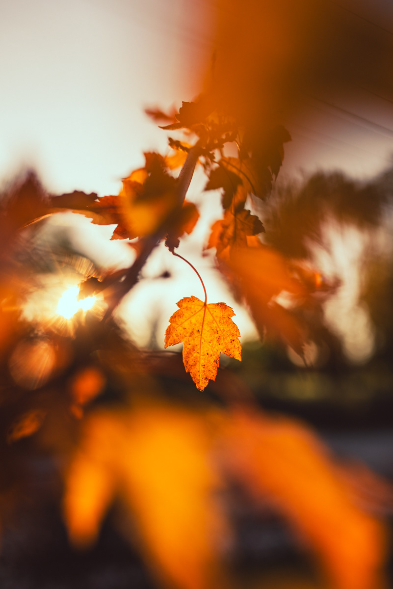 Boise | Fall 2023