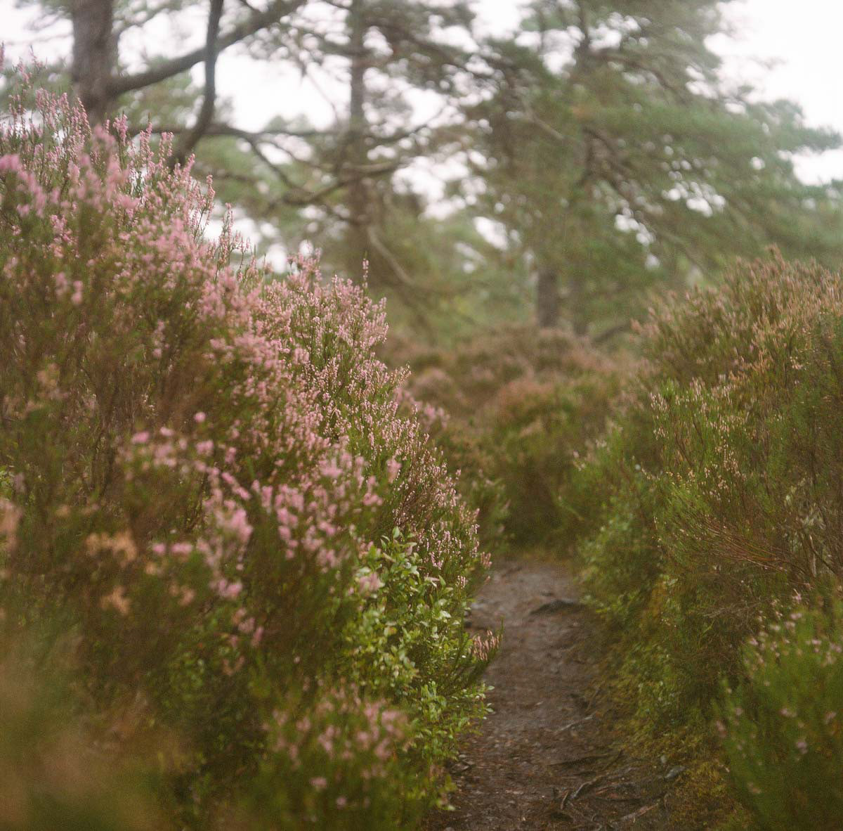 Scottish Highlands | 2023
