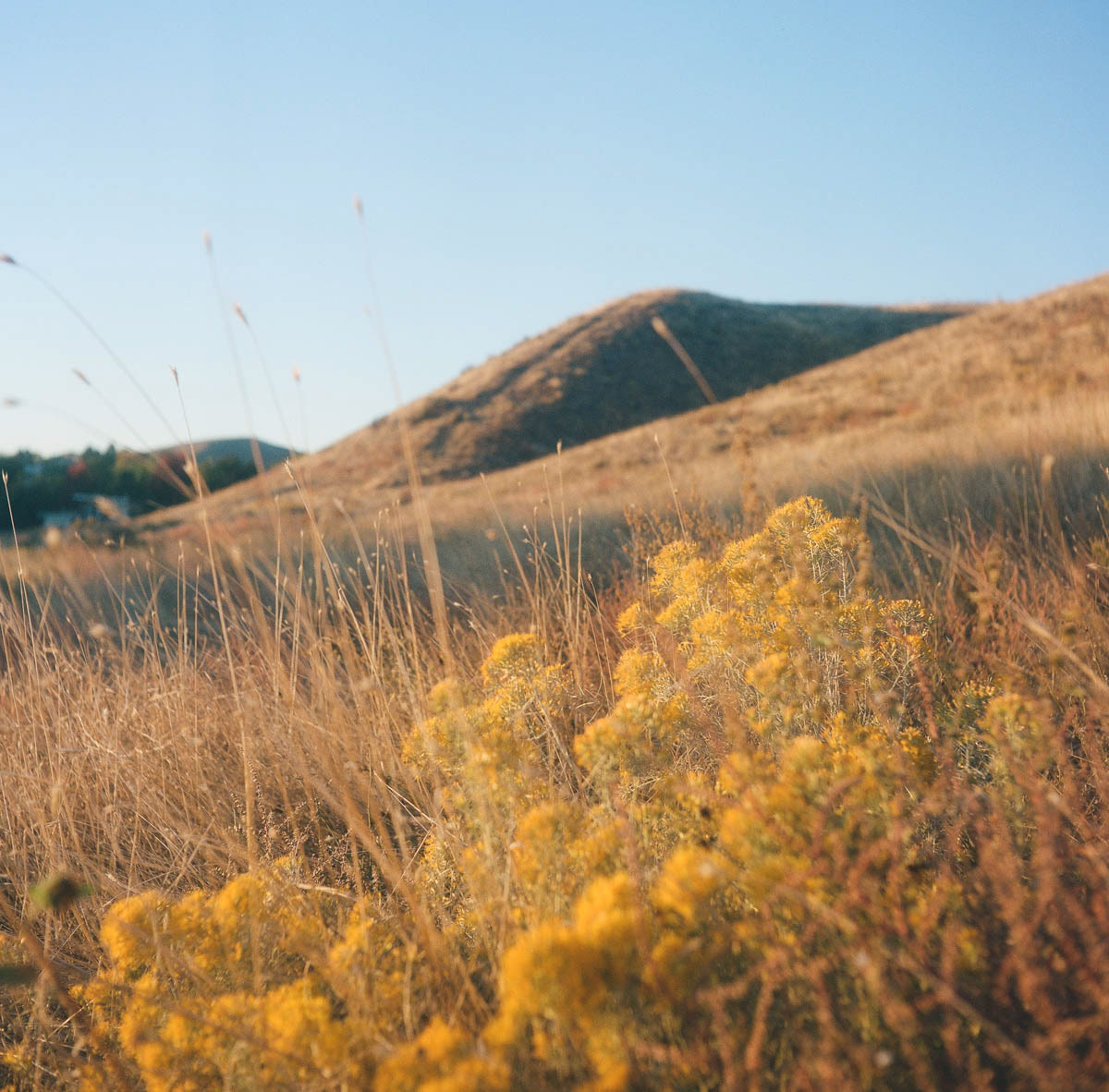 Golden hour in the Boise Foothills | Fall 2023