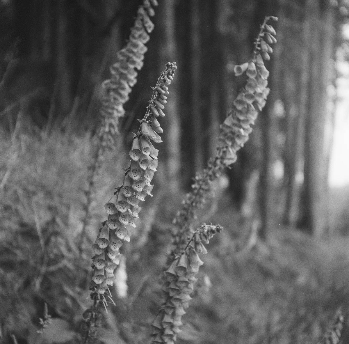 Foxglove, Oregon Coast | 2023