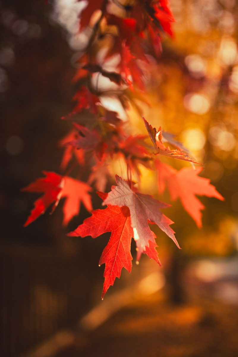 Boise | Fall 2023