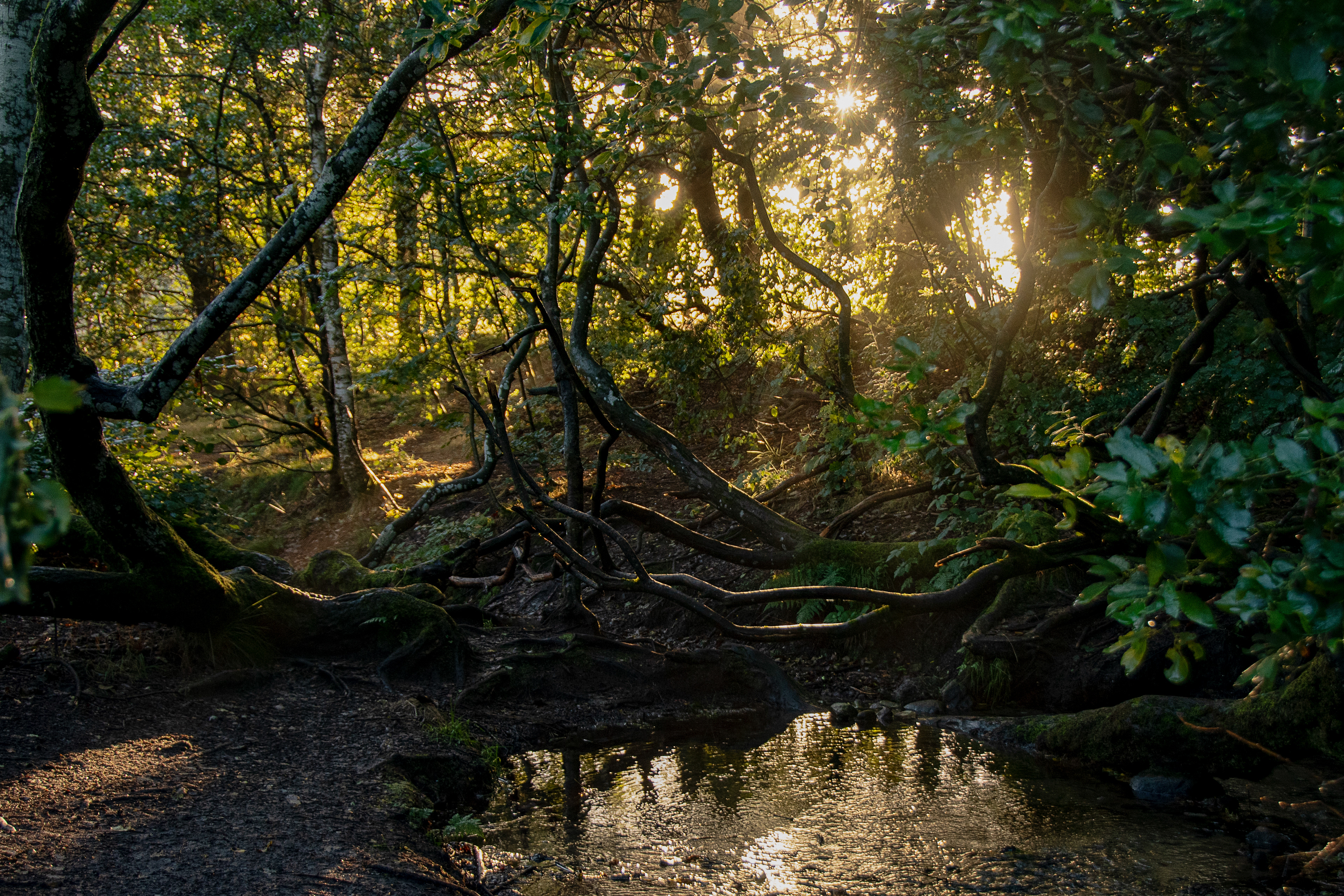 Source of the river Gudenå/ Tinnet krat