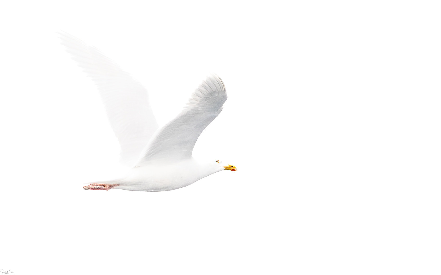 Herring Gull