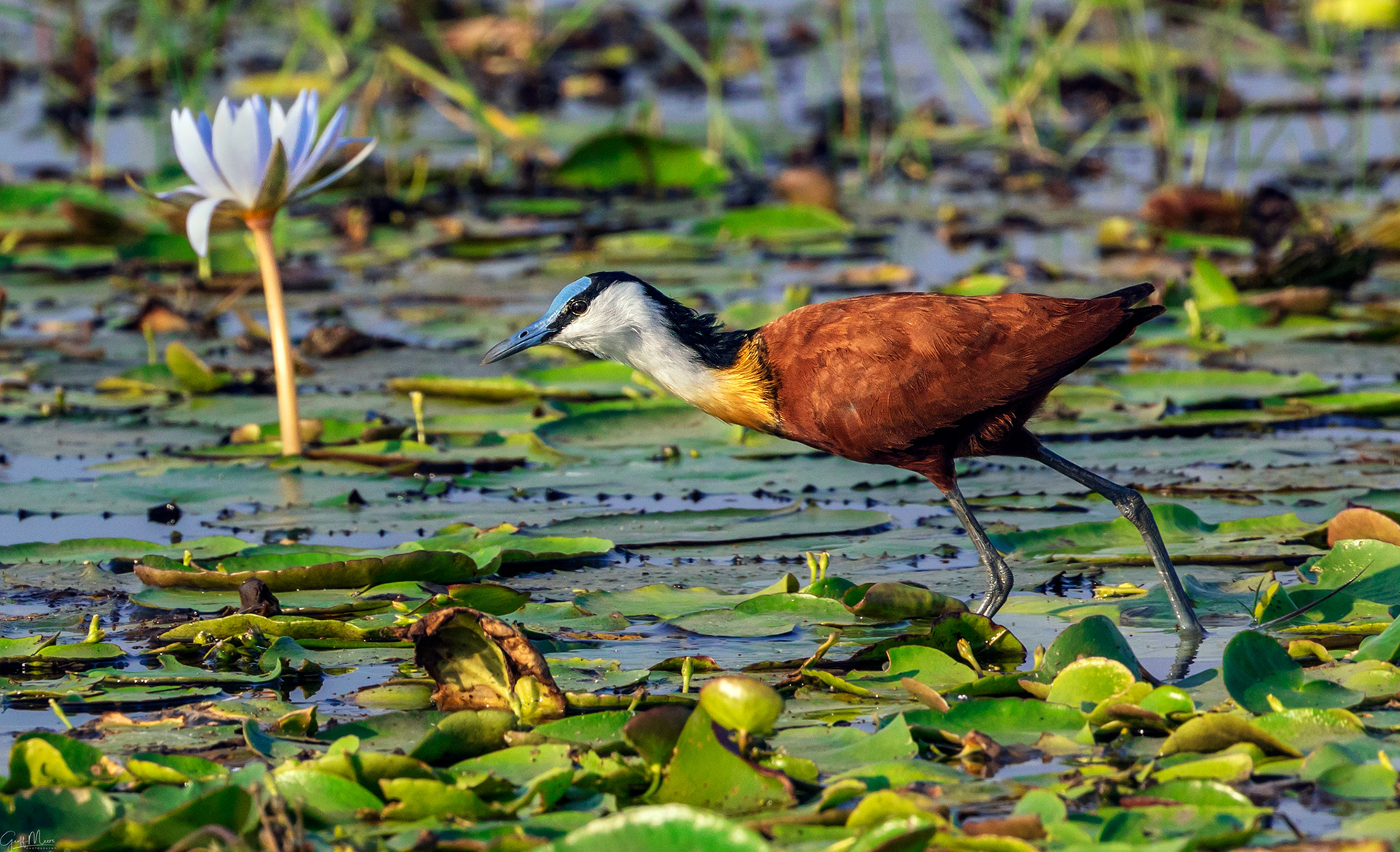 African Jacana