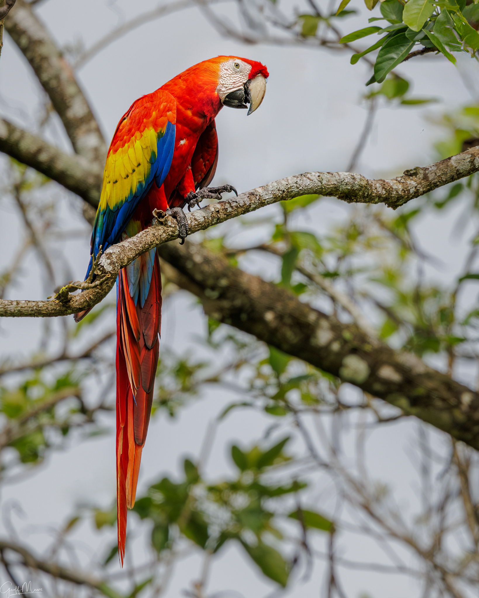 Scarlet Macaw