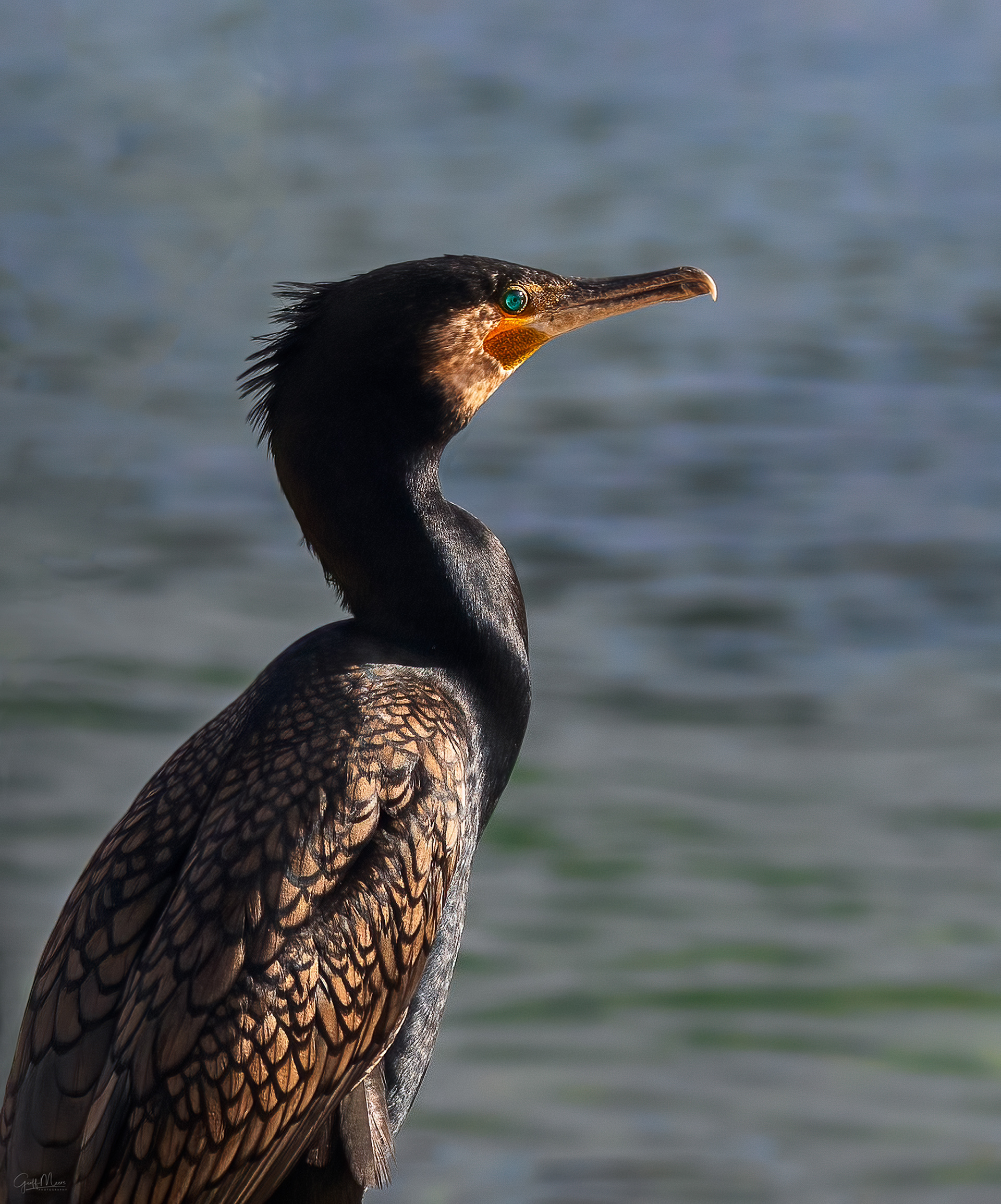Great Cormorant