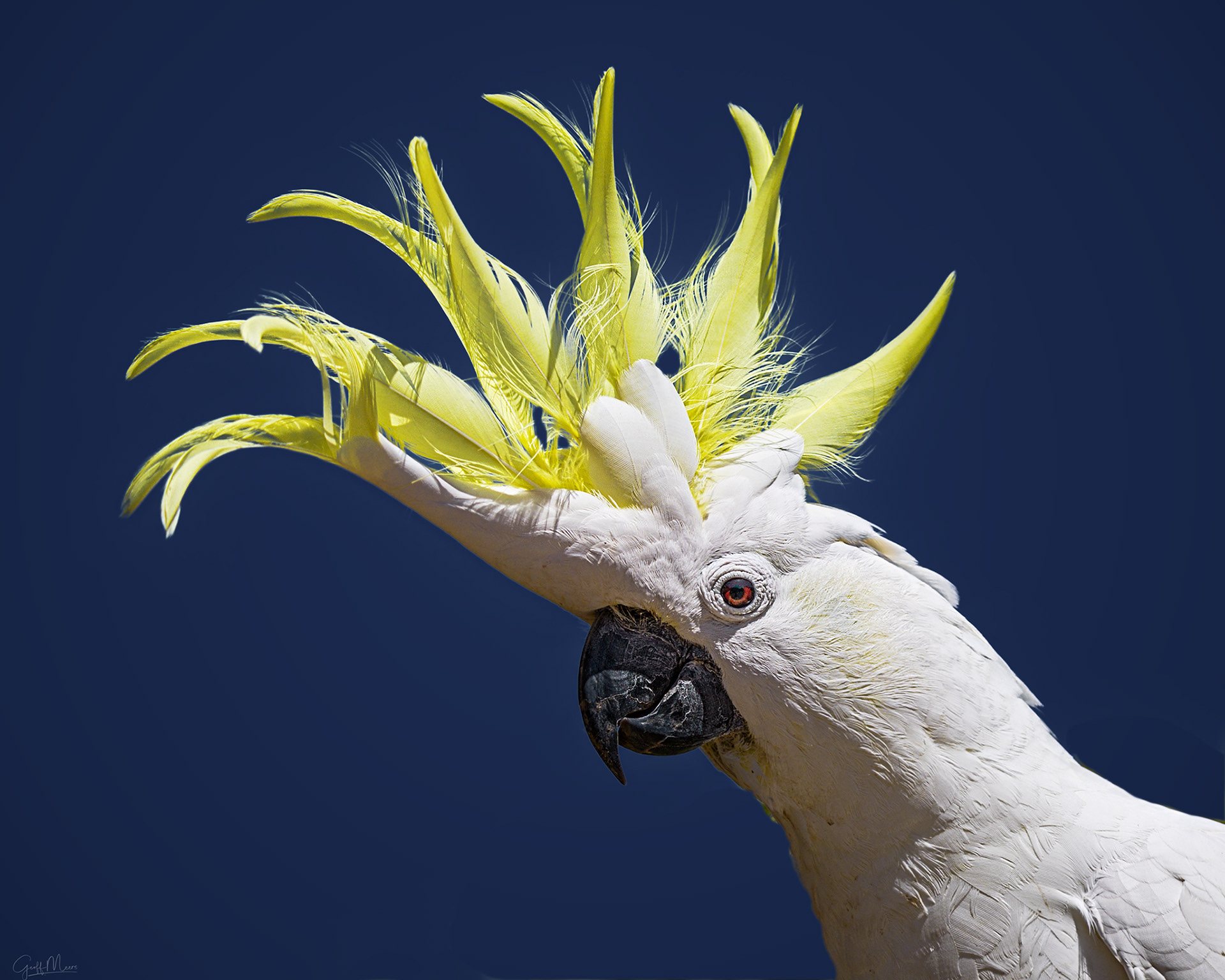 Sulphur-crested Cockatoo
