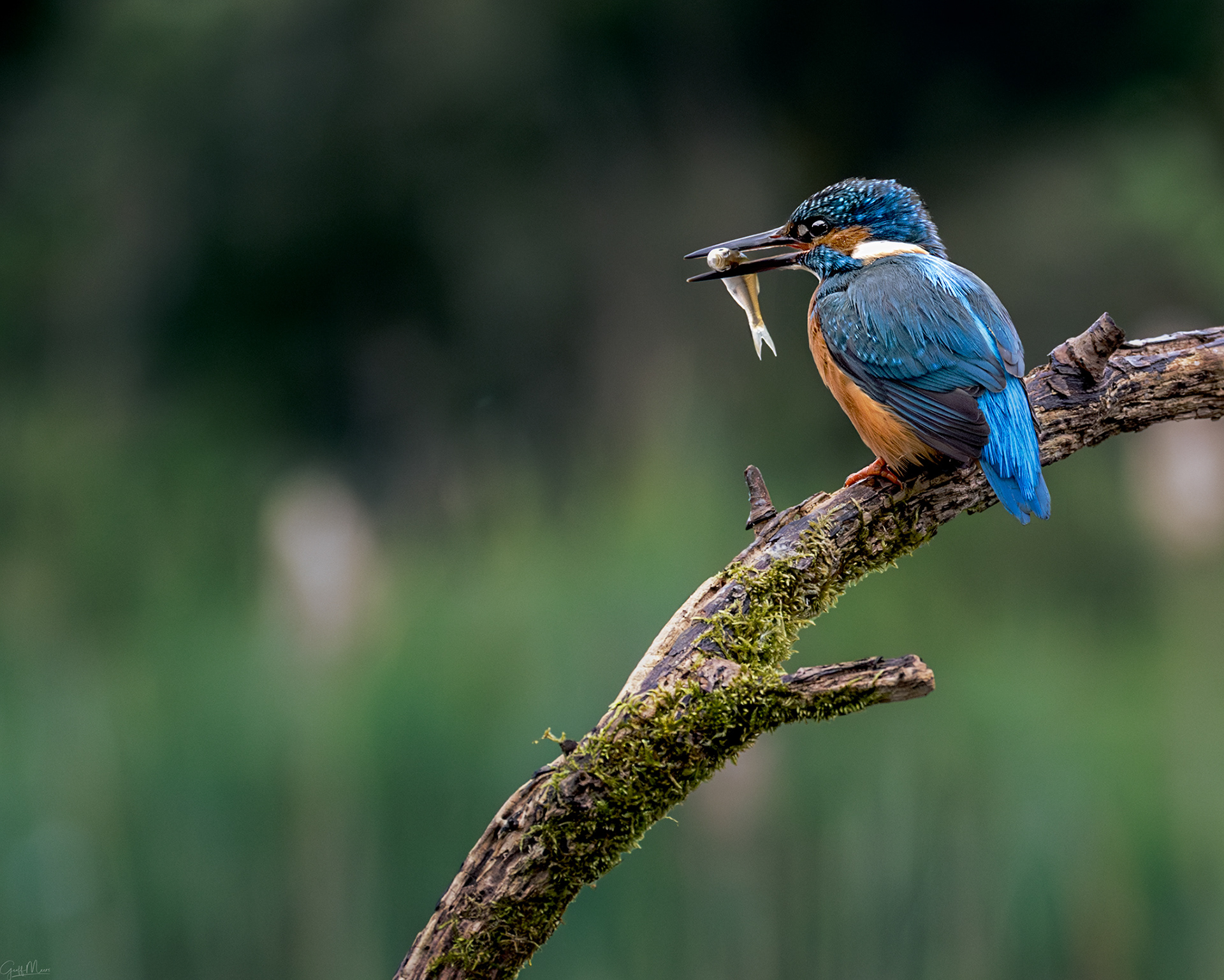 Kingfisher