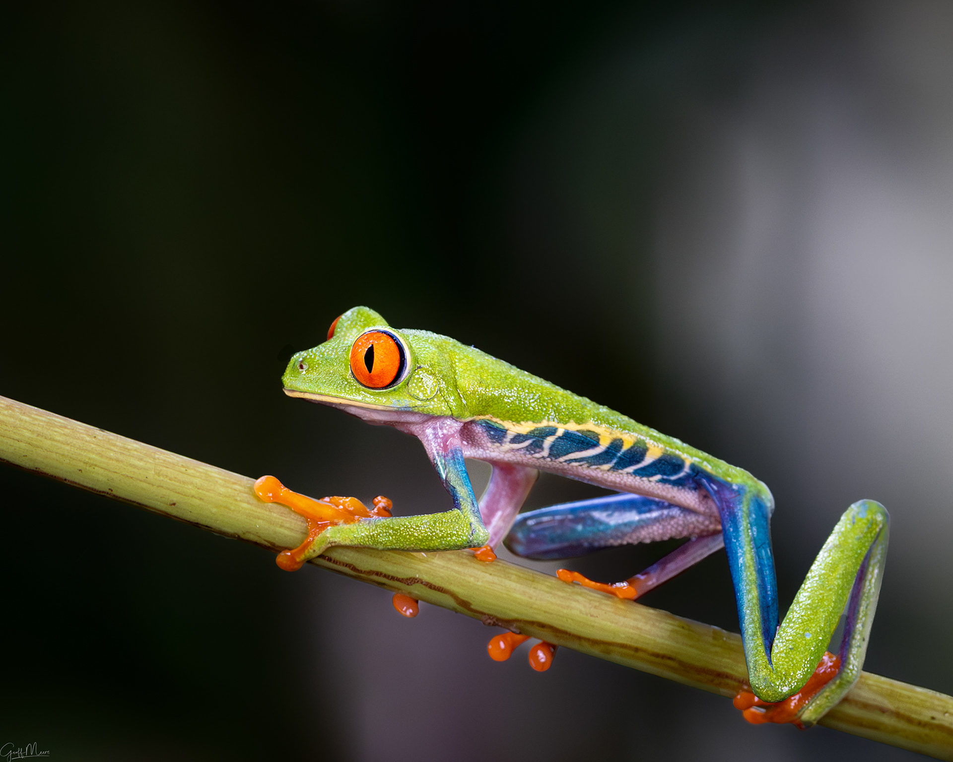 Red-eyed Tree Frog