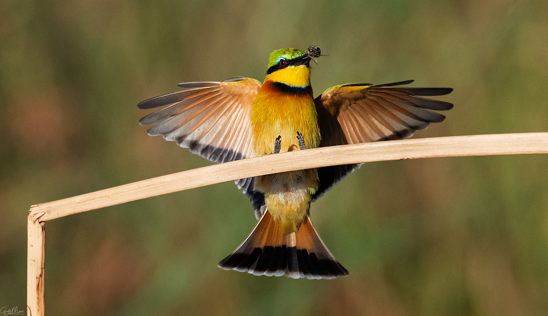 Little Bee-eater