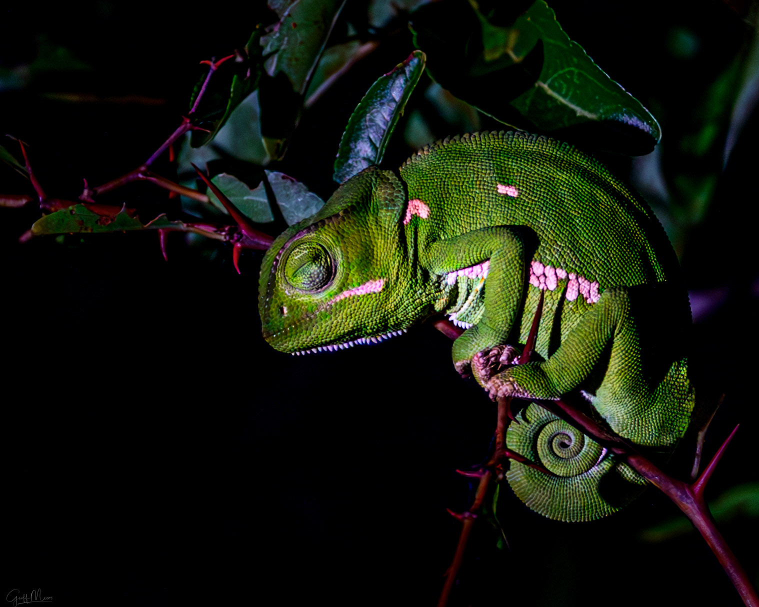 Chameleon