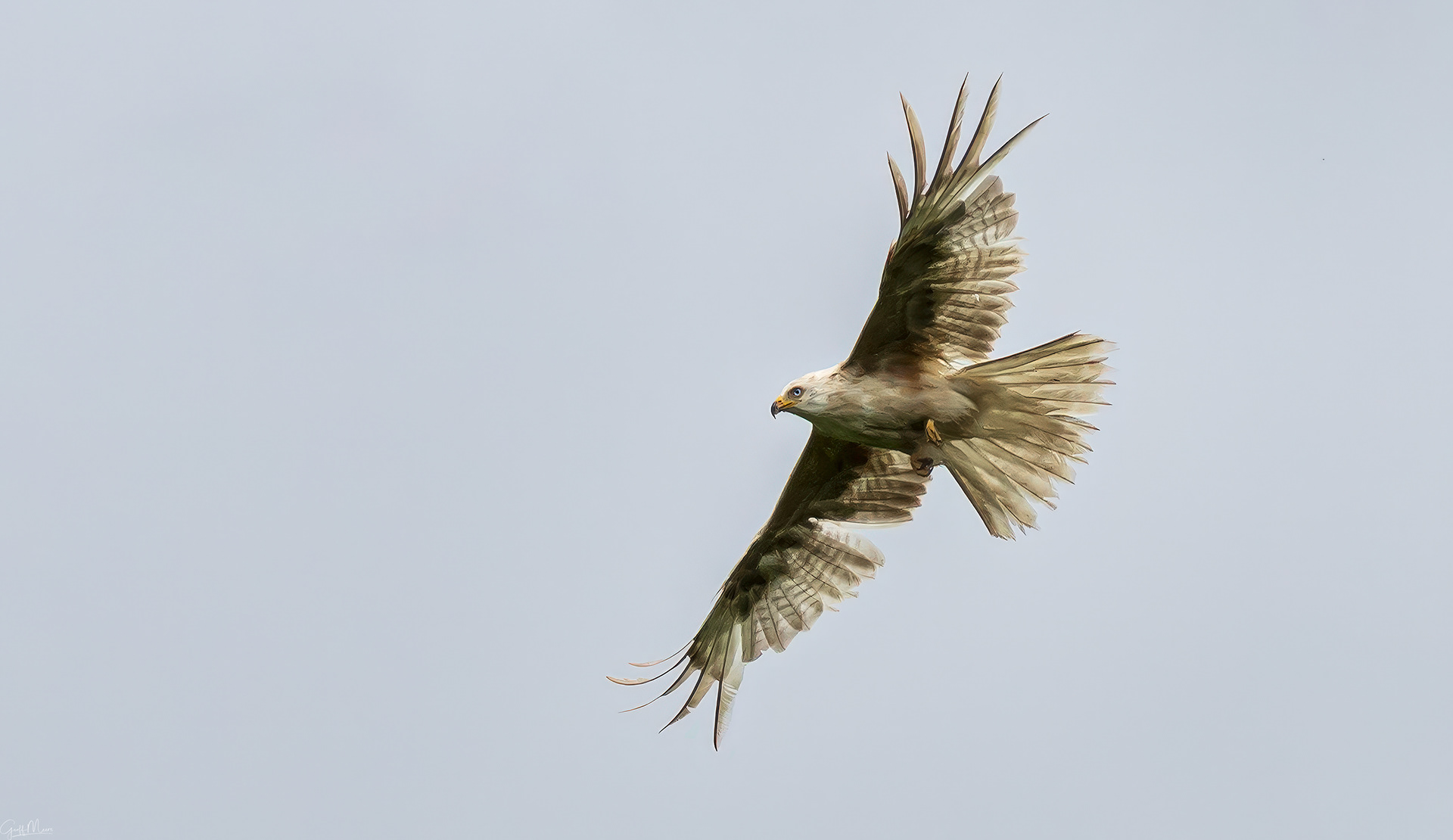 White red Kite