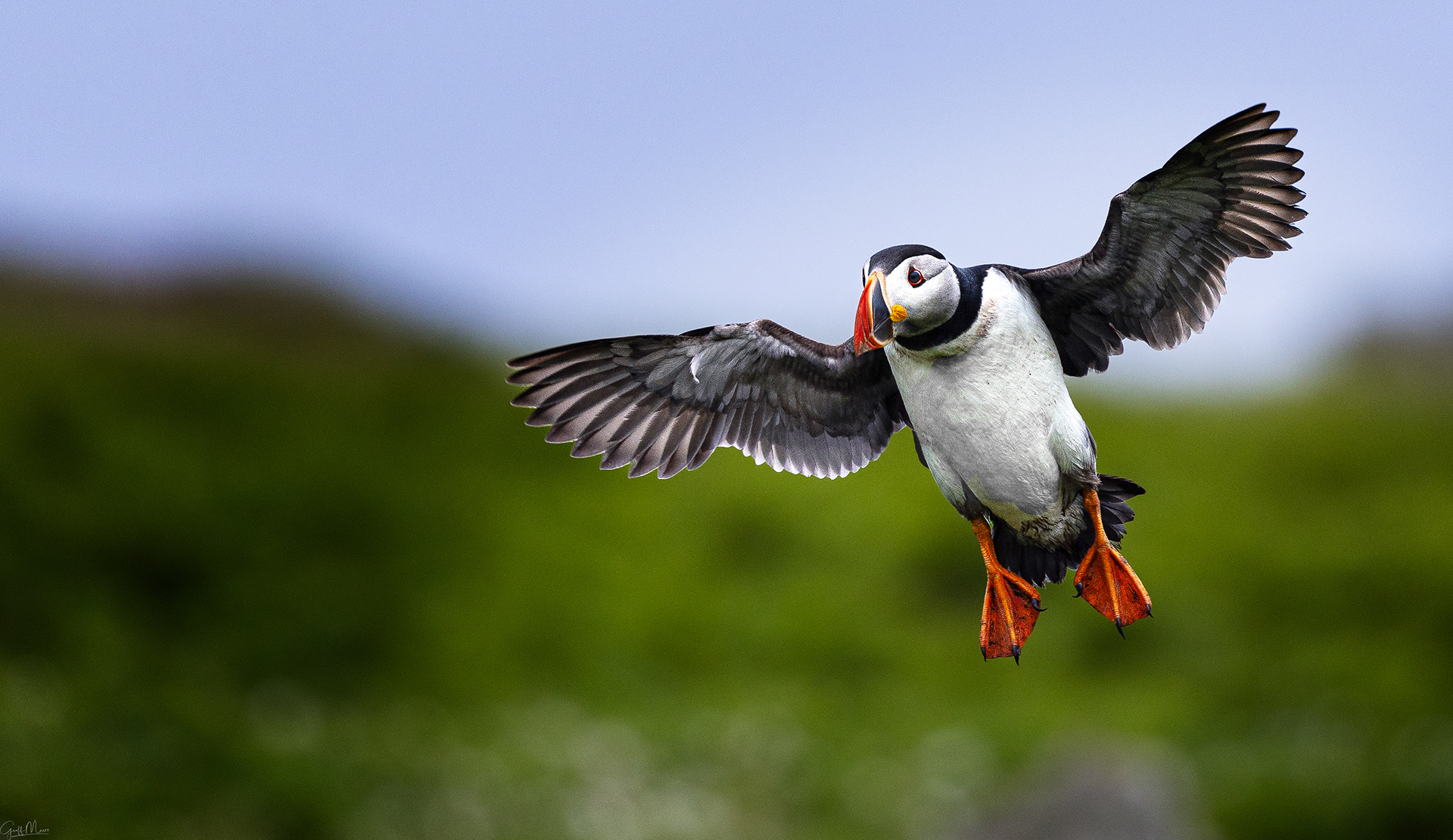 Puffin