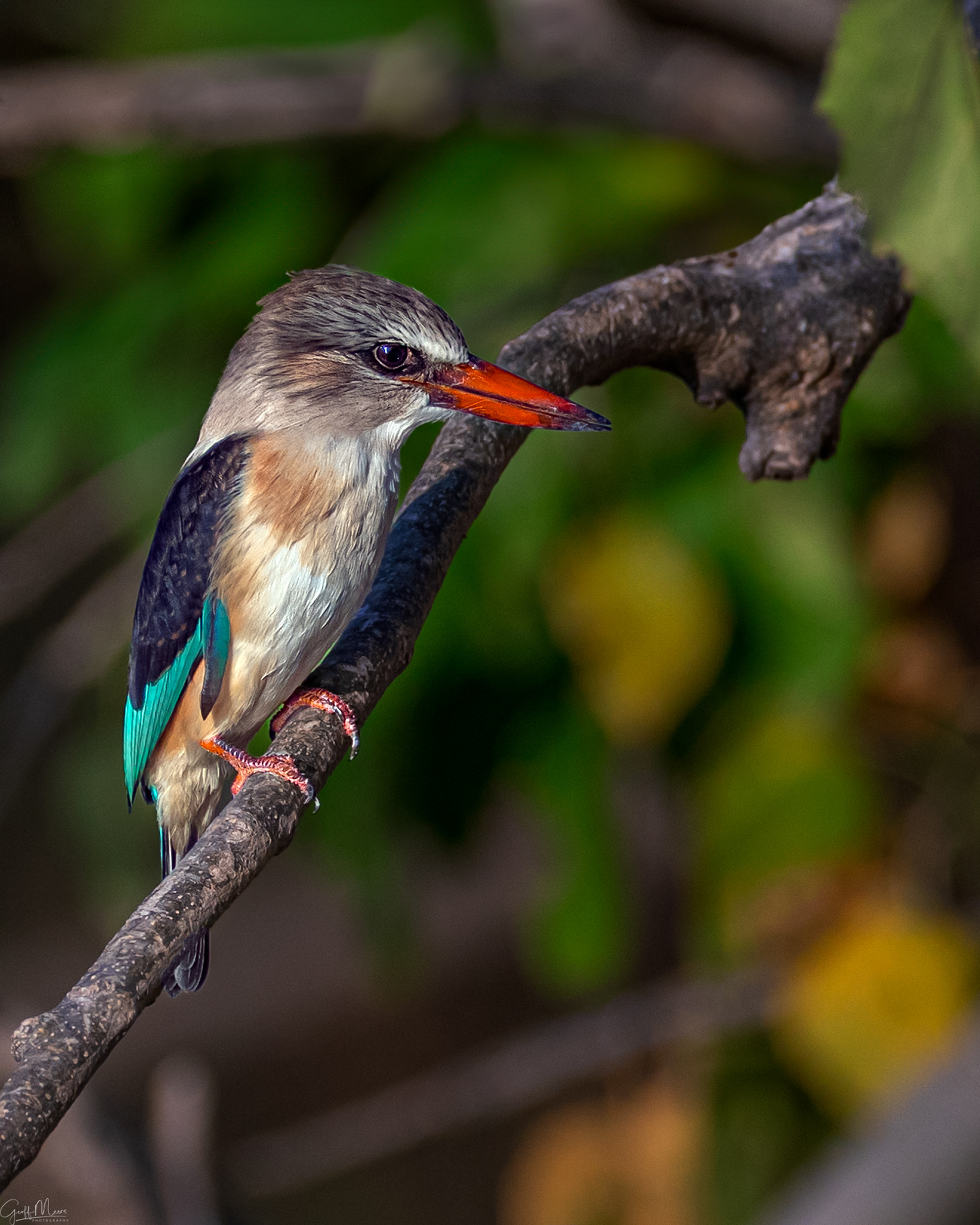 Brown-hooded Kingfisher