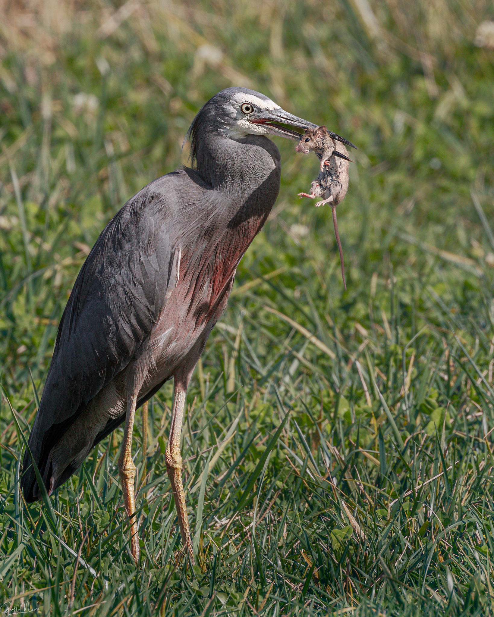 White faced Heron